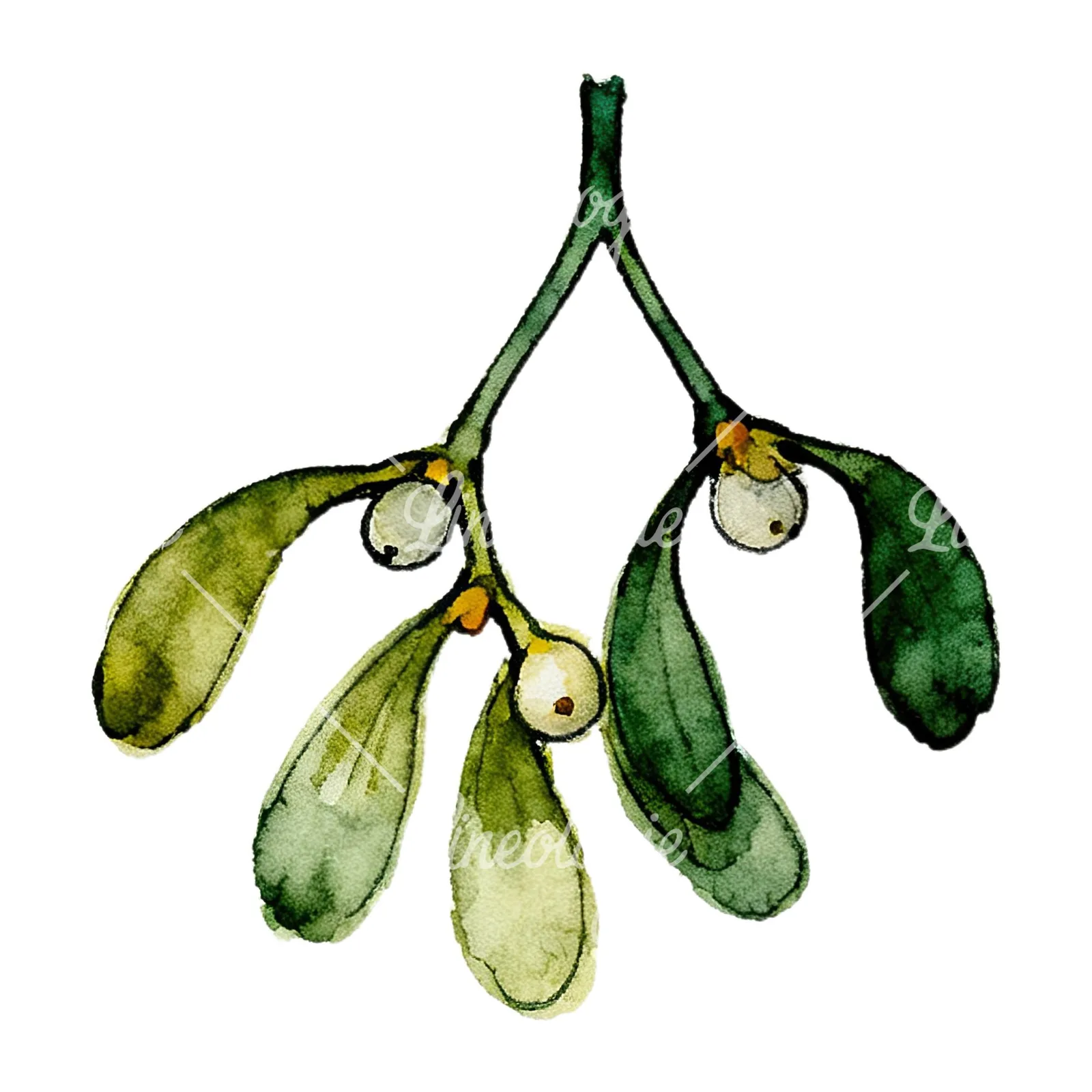 Watercolor mistletoe with pine needle clipart 1 of 12 on a white background (JPG)