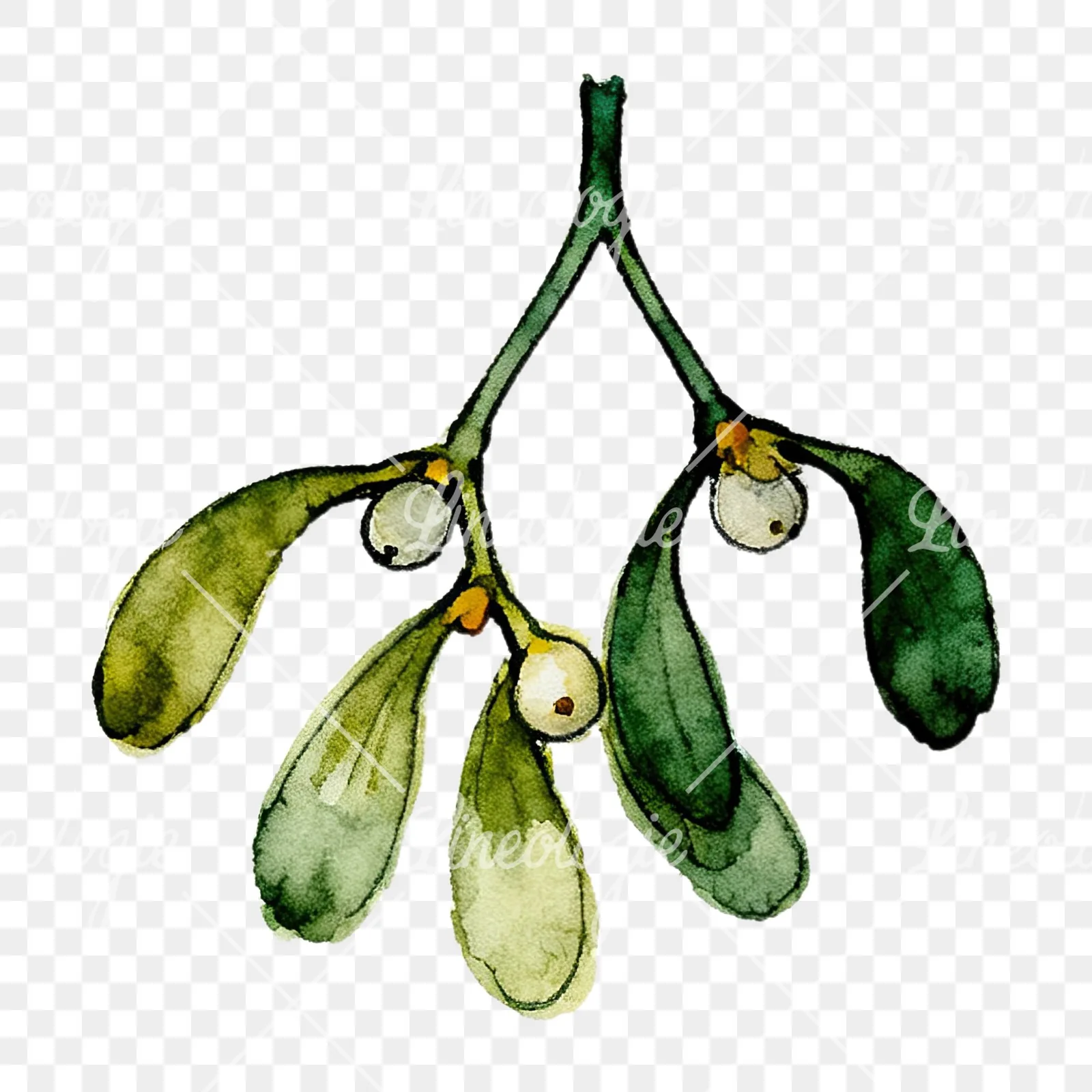 Watercolor mistletoe with pine needle clipart 1 of 12 on a transparent background (PNG)