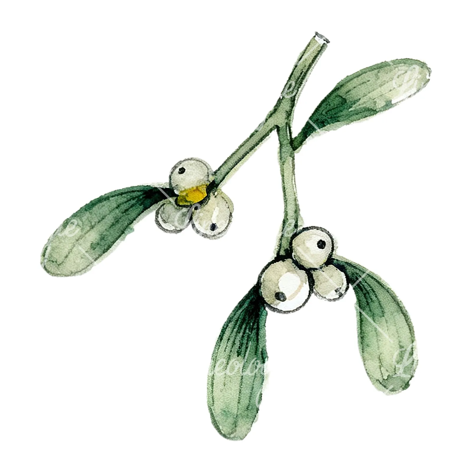 Watercolor mistletoe with pine needle clipart 3 of 12 on a white background (JPG)