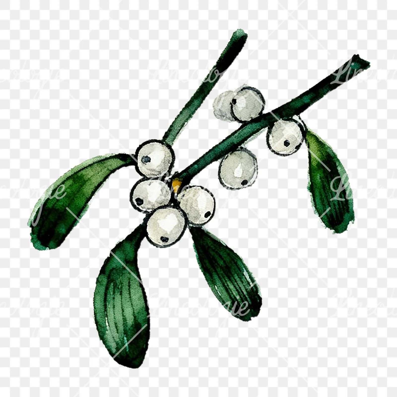 Watercolor mistletoe with pine needle clipart 4 of 12 on a transparent background (PNG)