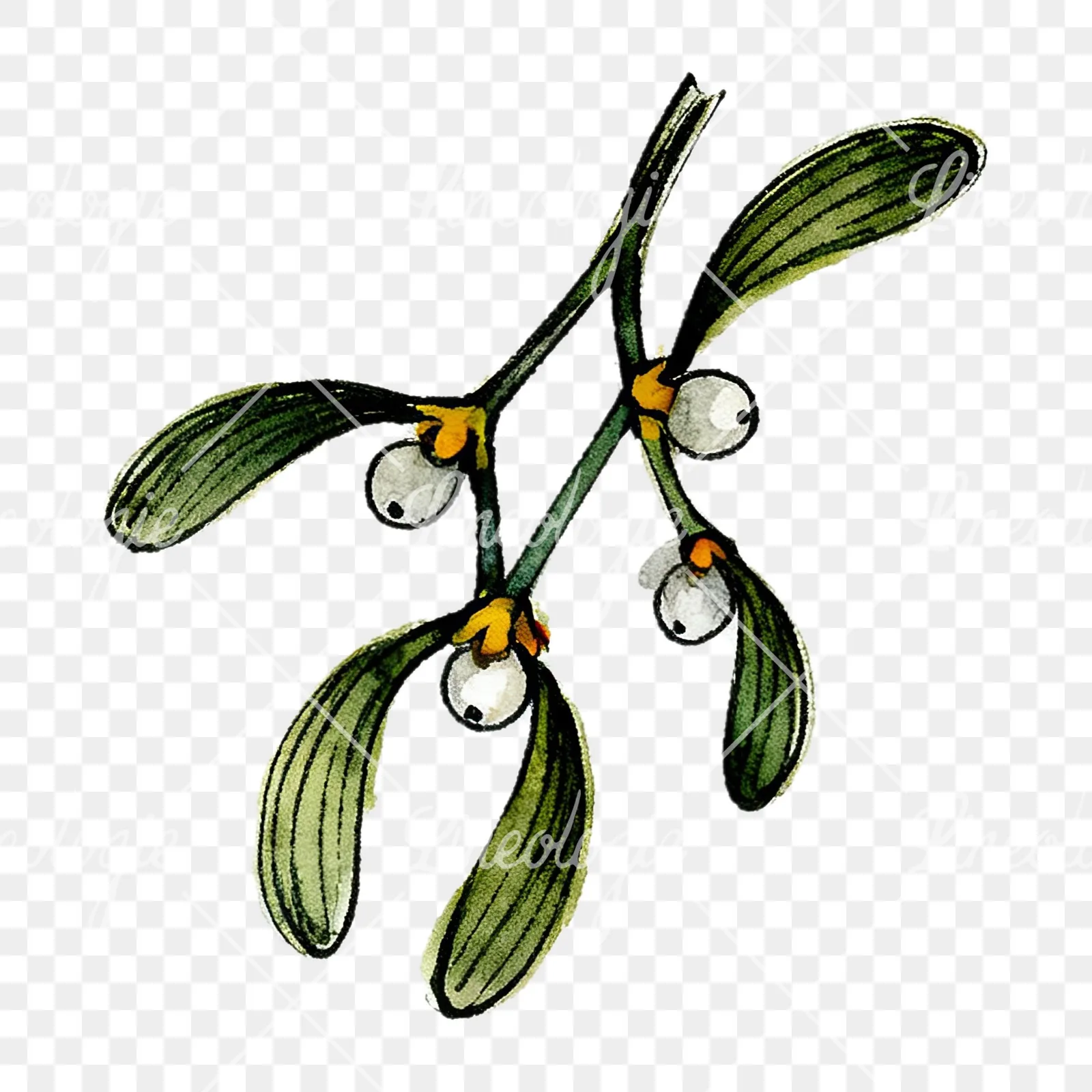 Watercolor mistletoe with pine needle clipart 6 of 12 on a transparent background (PNG)