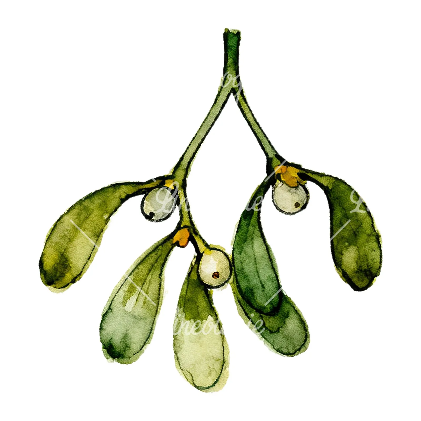 Watercolor mistletoe with pine needle clipart 7 of 12 on a white background (JPG)