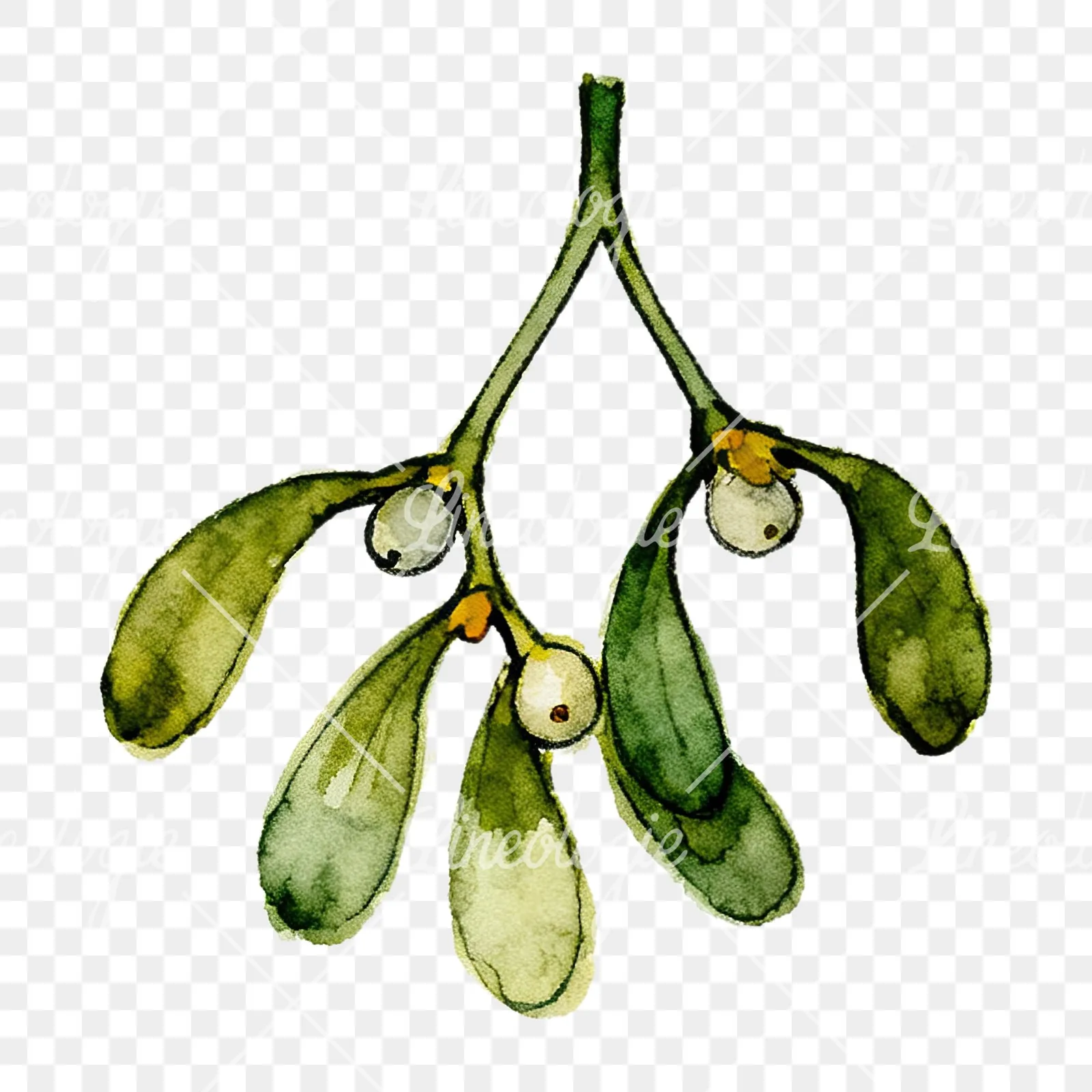 Watercolor mistletoe with pine needle clipart 7 of 12 on a transparent background (PNG)