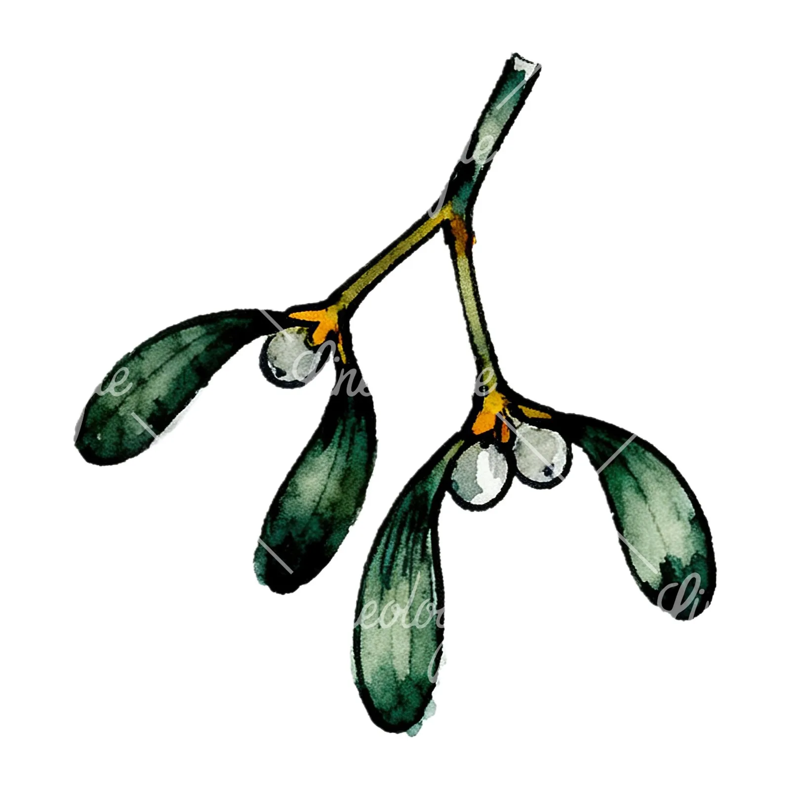 Watercolor mistletoe with pine needle clipart 9 of 12 on a white background (JPG)