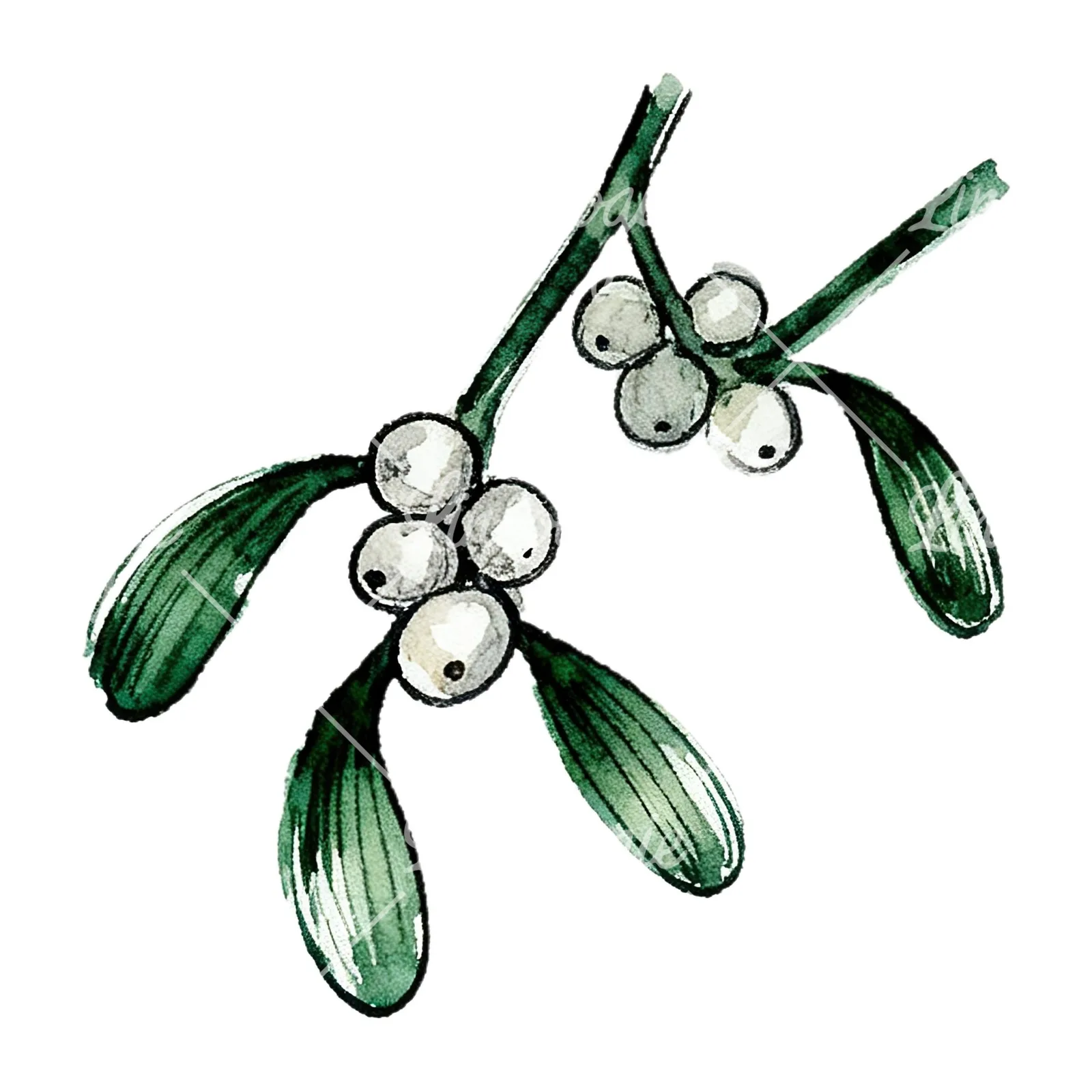 Watercolor mistletoe with pine needle clipart 10 of 12 on a white background (JPG)