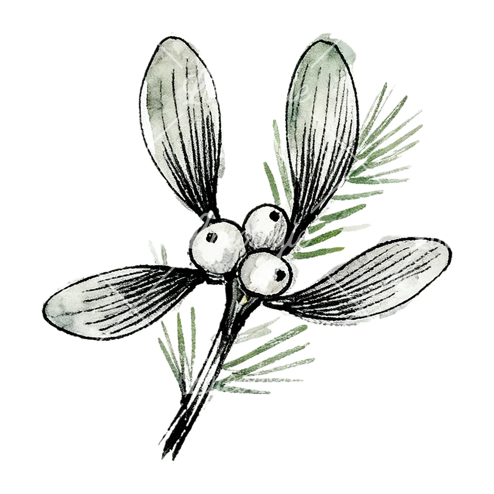 Watercolor mistletoe with pine needle clipart 11 of 12 on a white background (JPG)