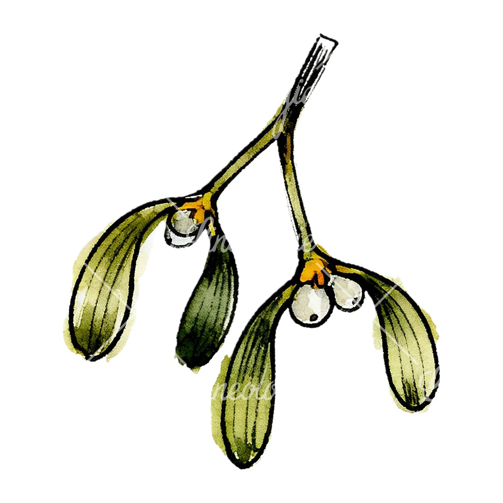 Watercolor mistletoe with pine needle clipart 12 of 12 on a white background (JPG)