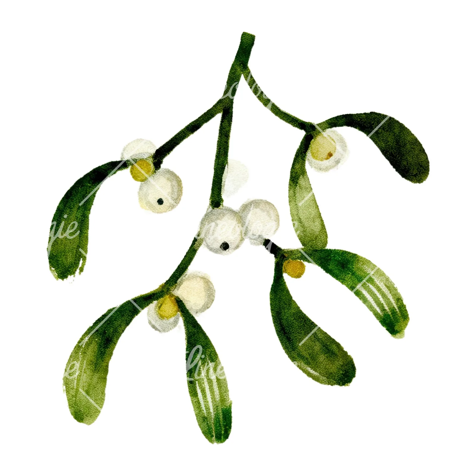 Watercolor mistletoe sprig clipart 1 of 12 on a white background (JPG)
