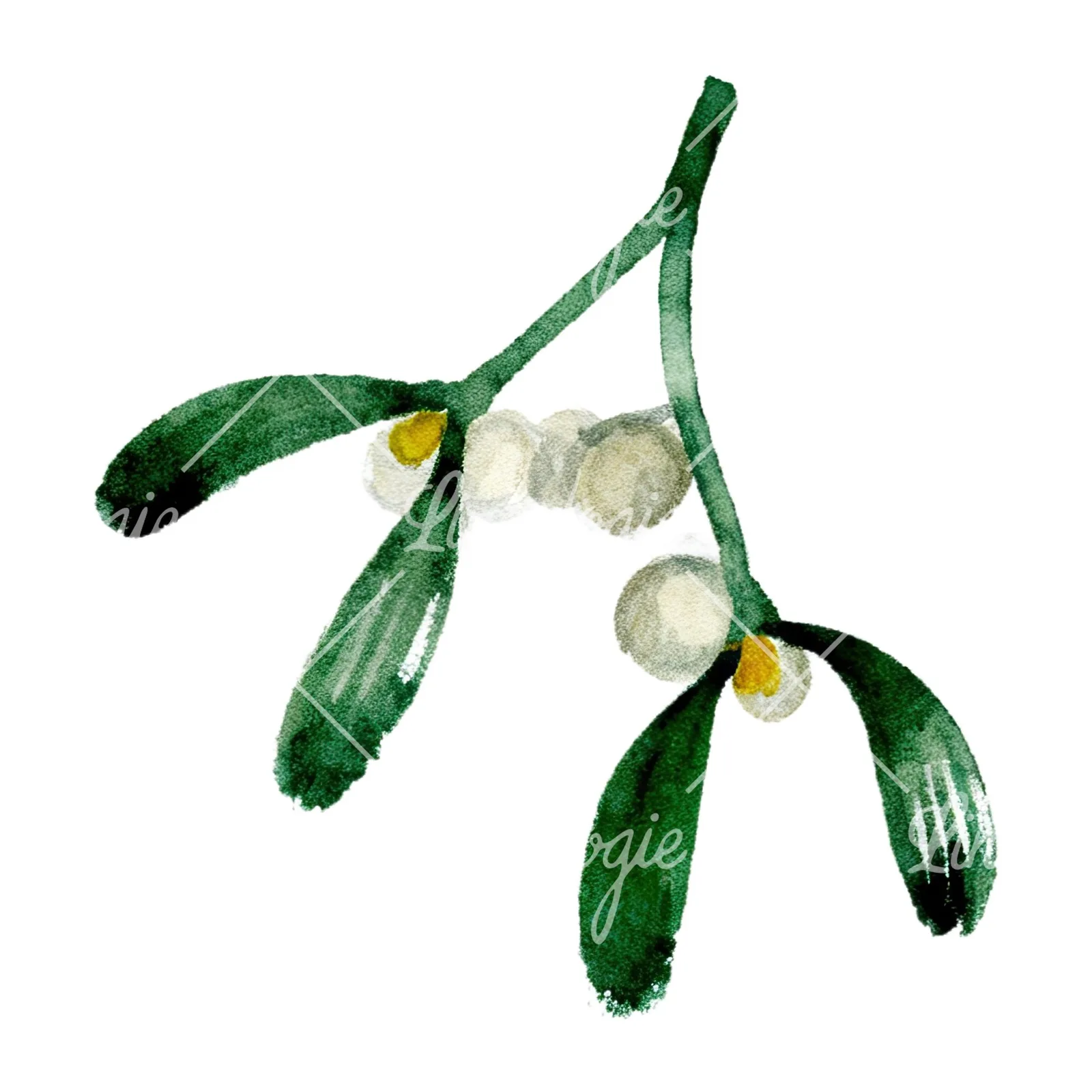 Watercolor mistletoe sprig clipart 2 of 12 on a white background (JPG)
