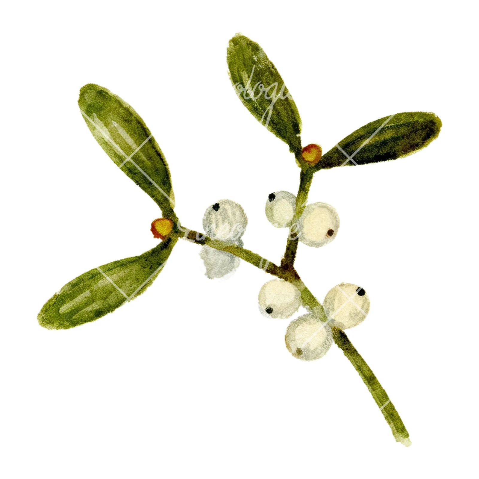 Watercolor mistletoe sprig clipart 4 of 12 on a white background (JPG)
