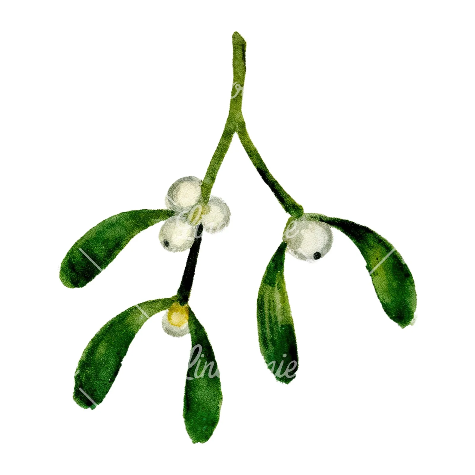 Watercolor mistletoe sprig clipart 5 of 12 on a white background (JPG)