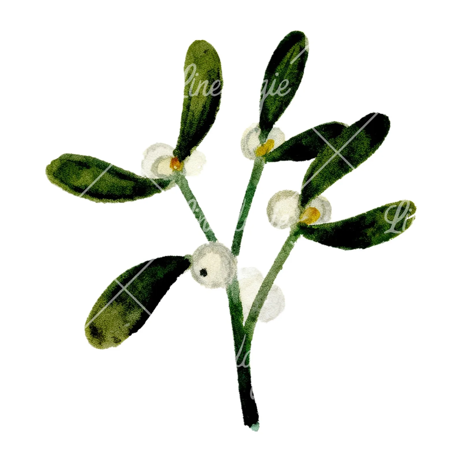 Watercolor mistletoe sprig clipart 6 of 12 on a white background (JPG)