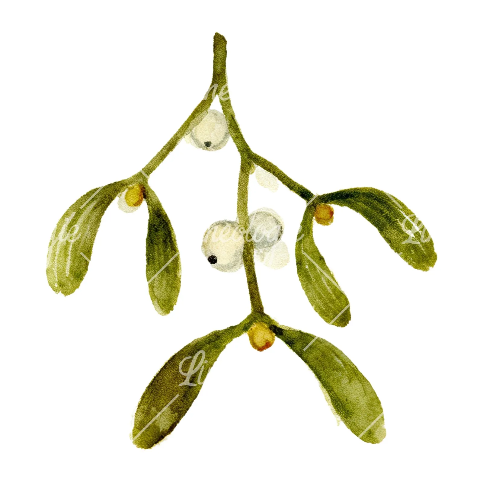 Watercolor mistletoe sprig clipart 7 of 12 on a white background (JPG)