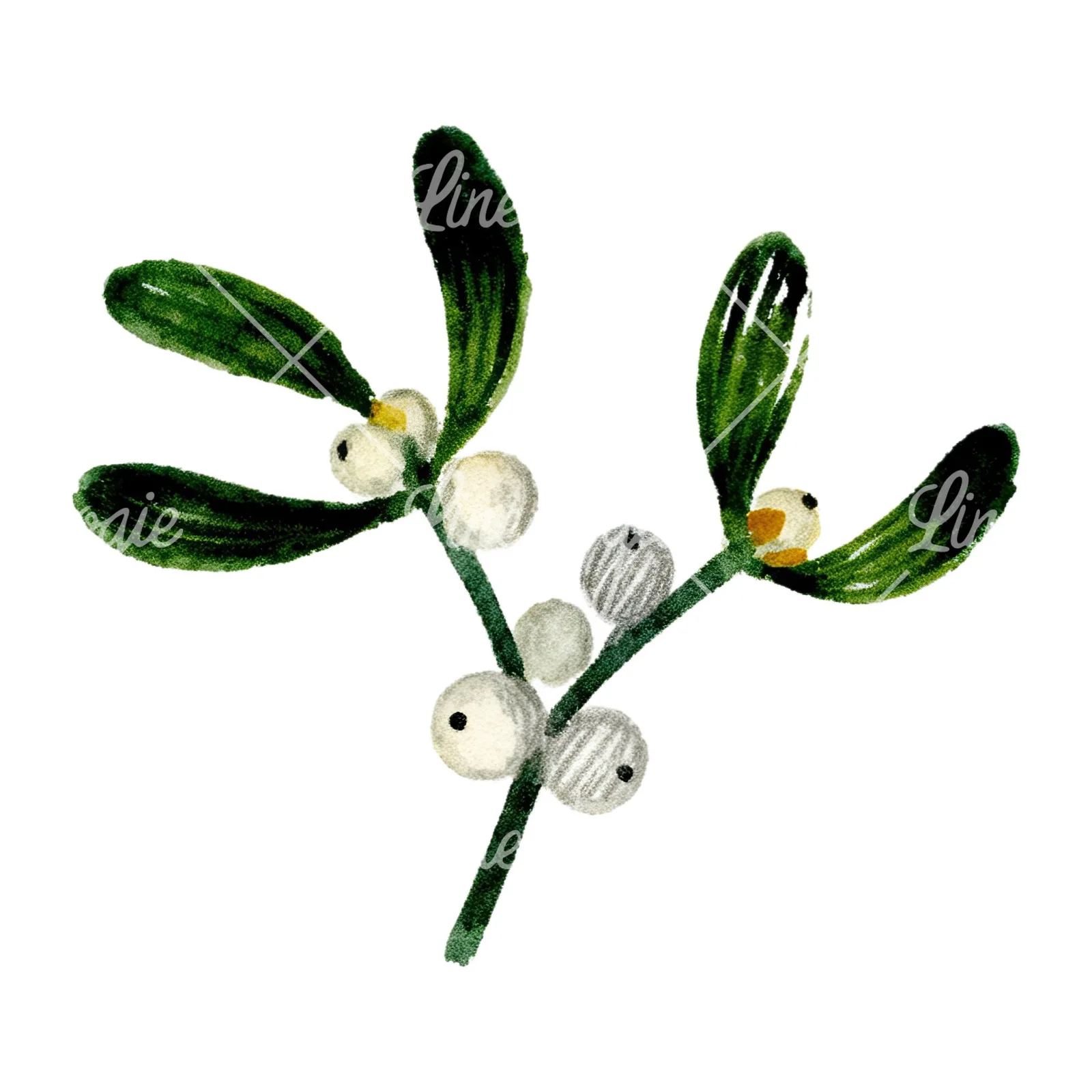 Watercolor mistletoe sprig clipart 8 of 12 on a white background (JPG)