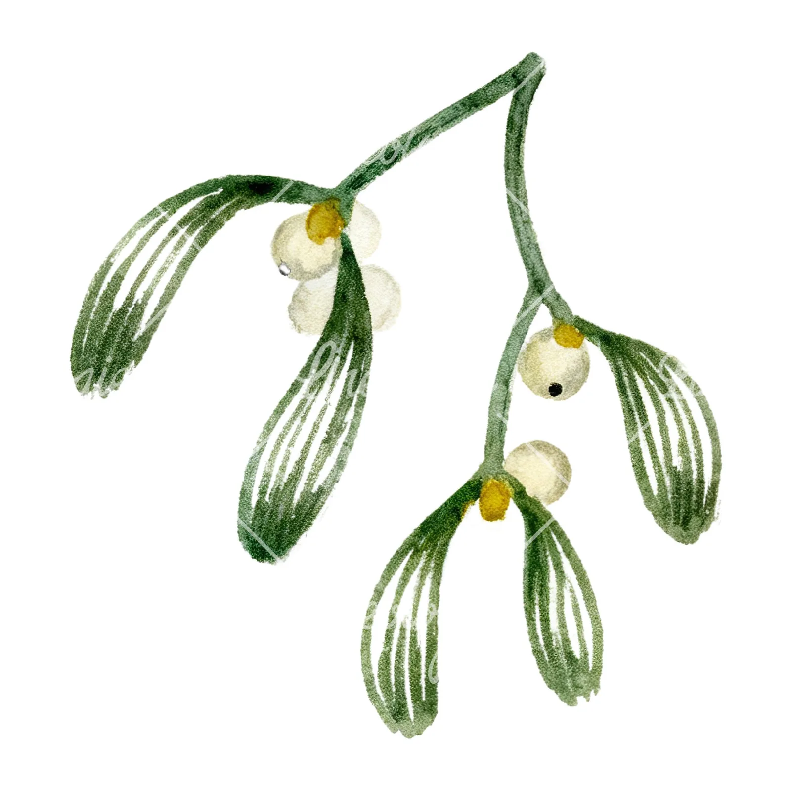 Watercolor mistletoe sprig clipart 10 of 12 on a white background (JPG)