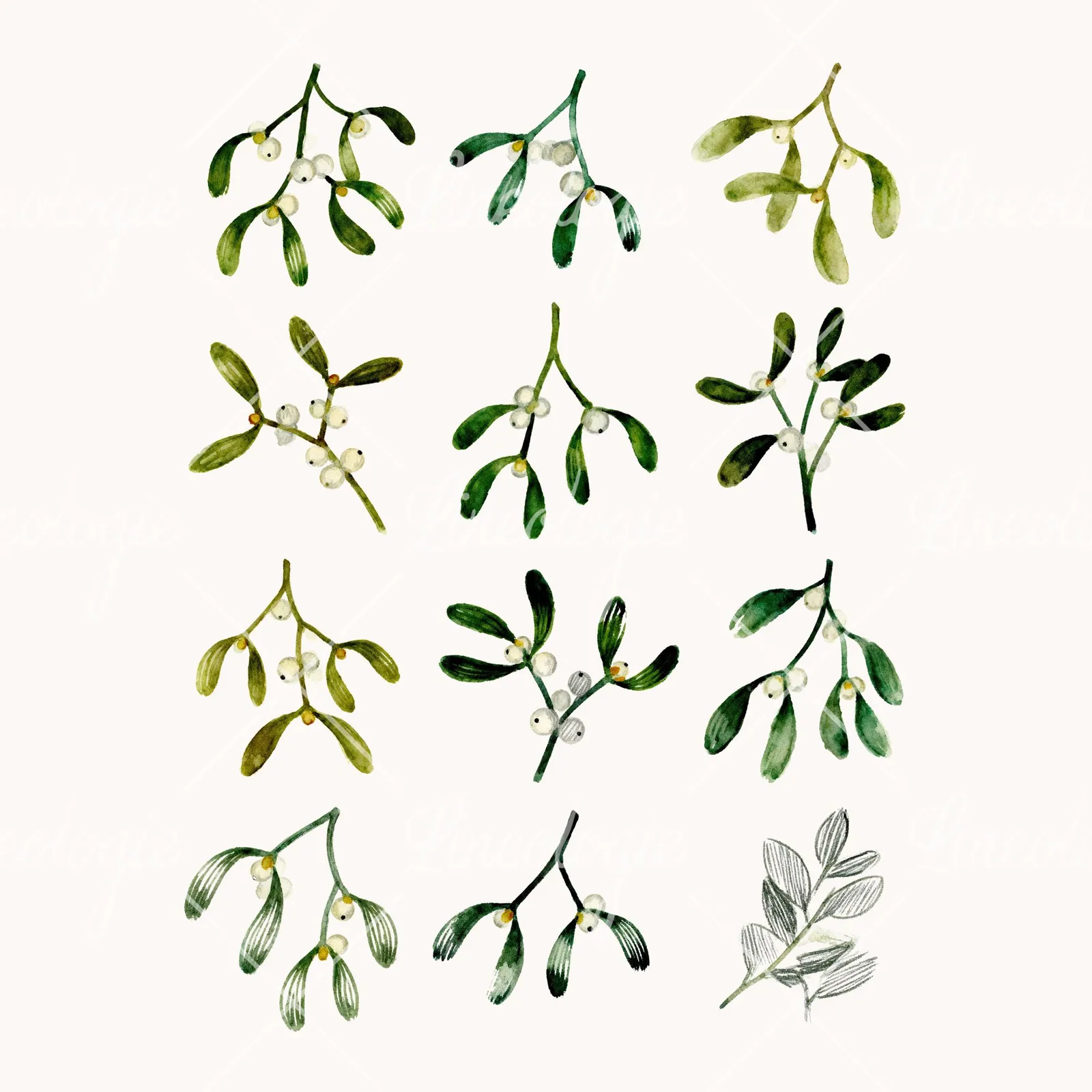 Watercolor Mistletoe Sprig Clipart, all 12 illustrations in the pack