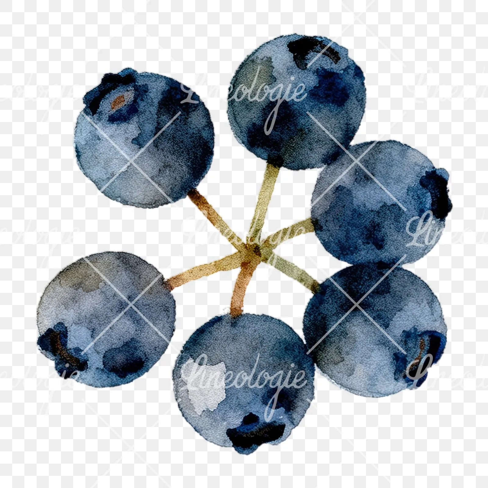 Watercolor berry cluster clipart 1 of 12 on a transparent background (PNG)