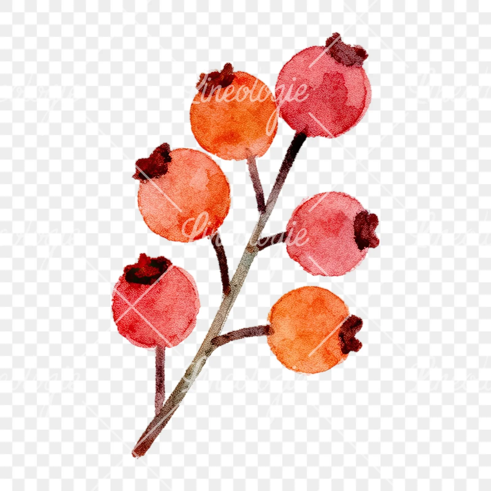 Watercolor berry cluster clipart 2 of 12 on a transparent background (PNG)