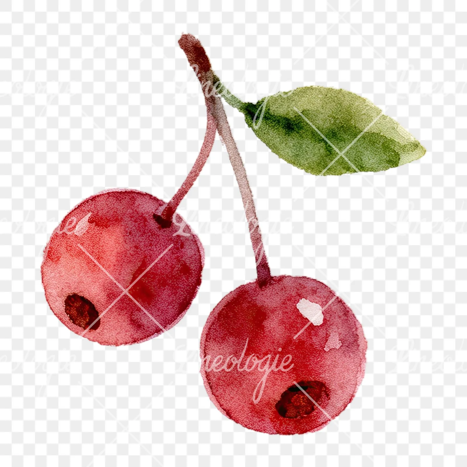 Watercolor berry cluster clipart 3 of 12 on a transparent background (PNG)