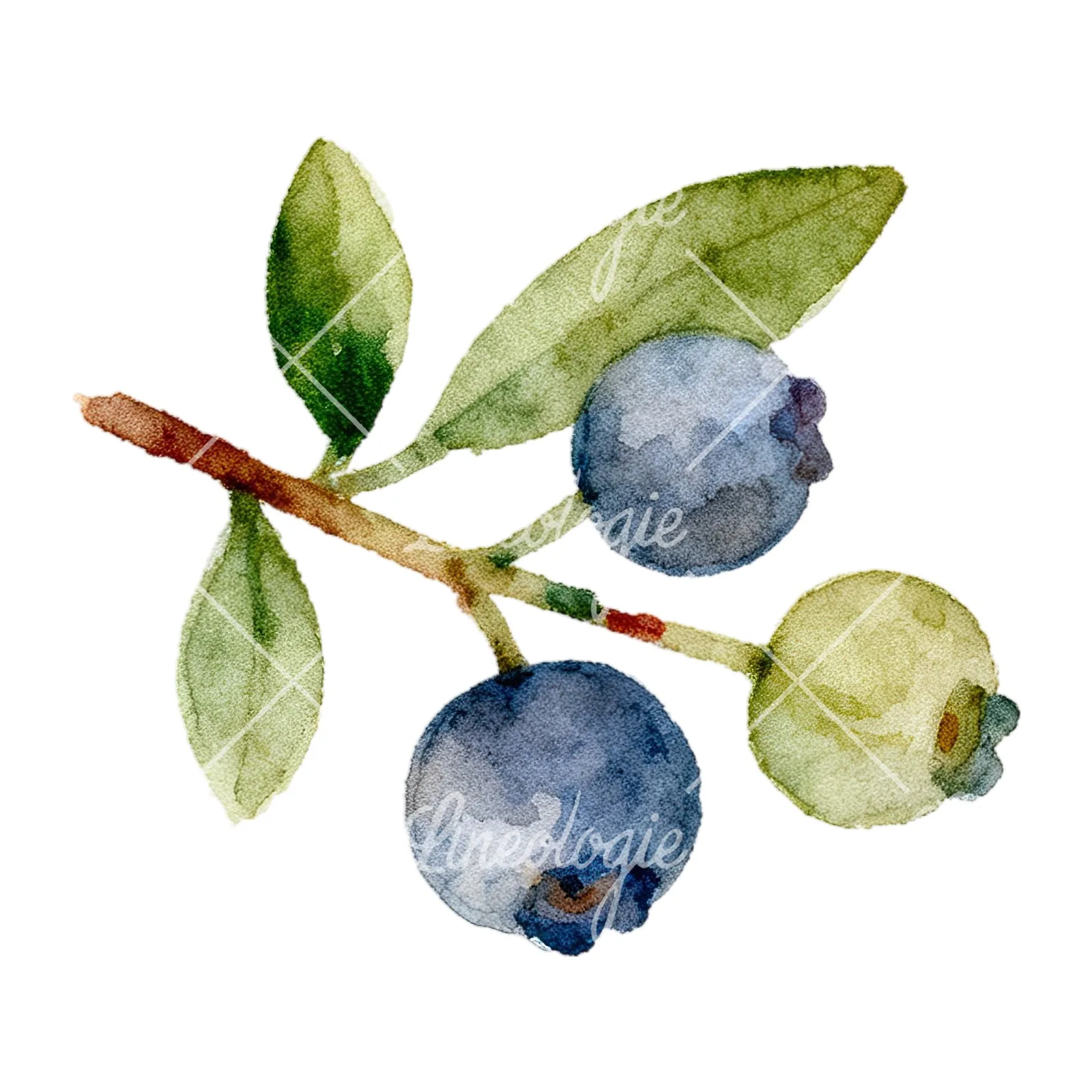 Watercolor berry cluster clipart 4 of 12 on a white background (JPG)