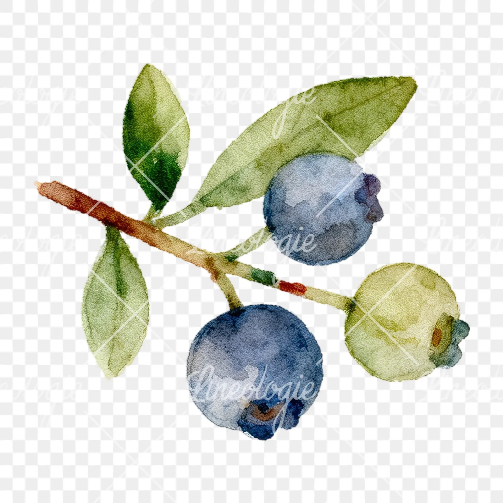 Watercolor berry cluster clipart 4 of 12 on a transparent background (PNG)