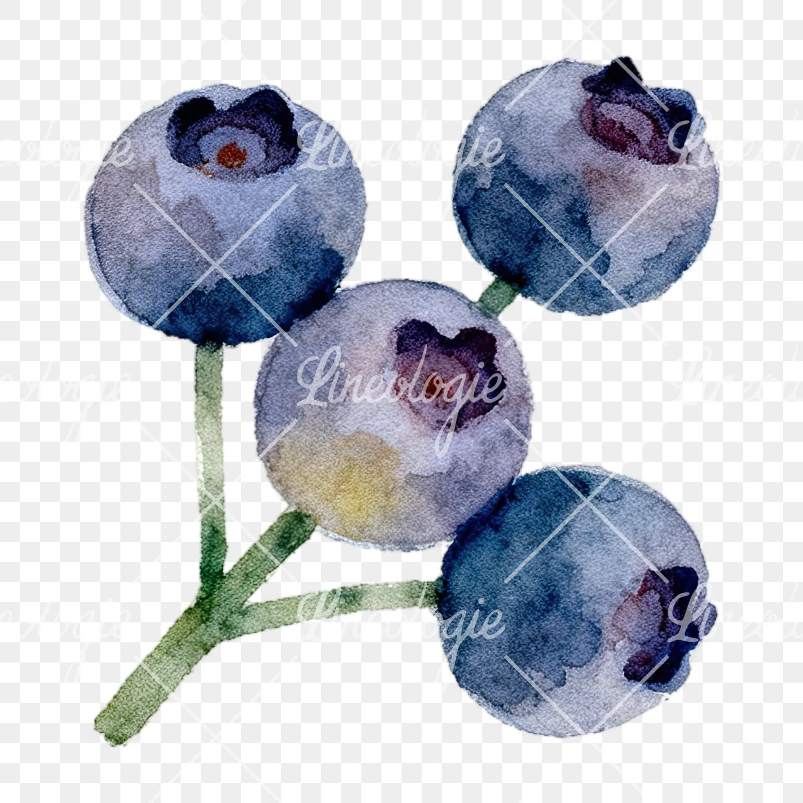 Watercolor berry cluster clipart 5 of 12 on a transparent background (PNG)