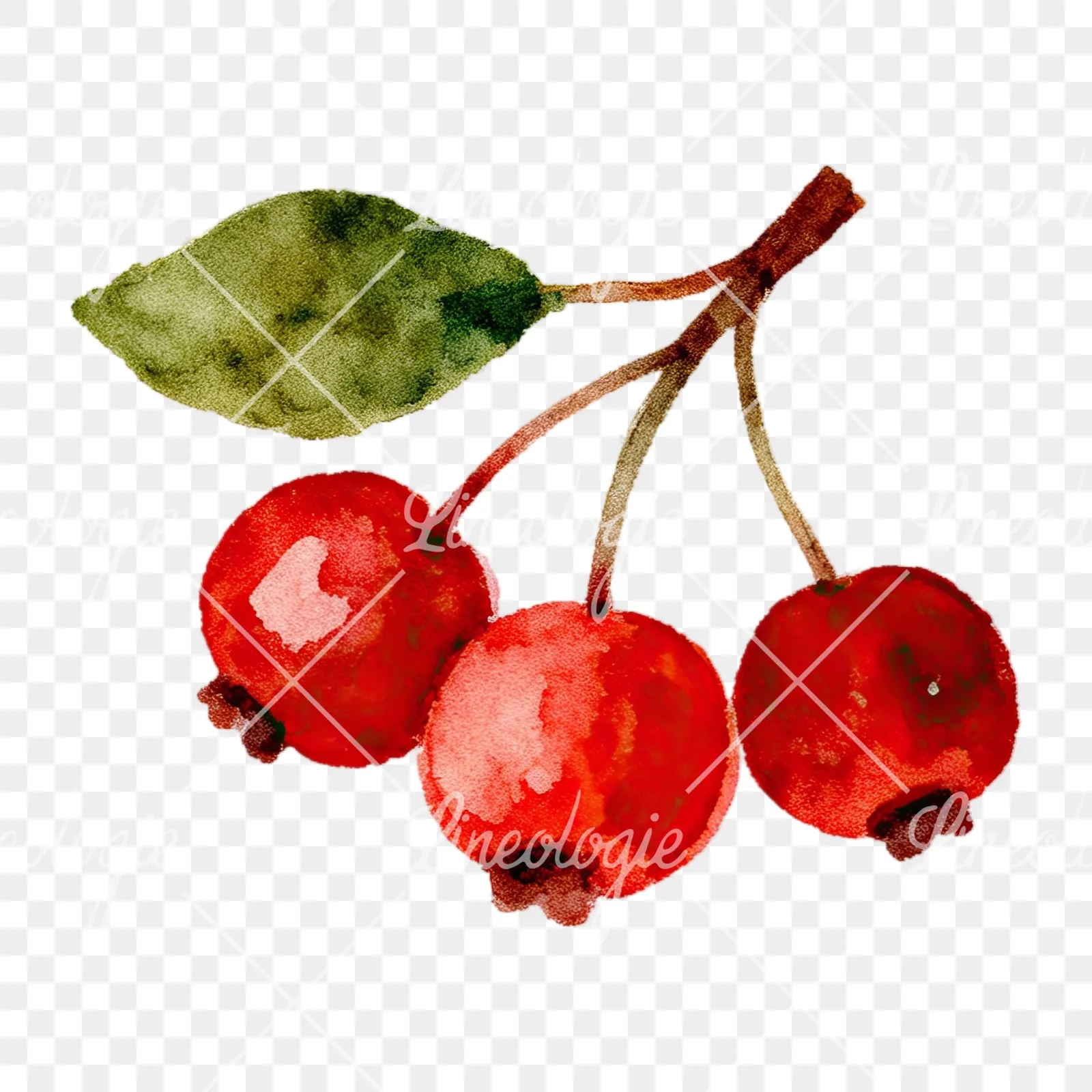 Watercolor berry cluster clipart 6 of 12 on a transparent background (PNG)