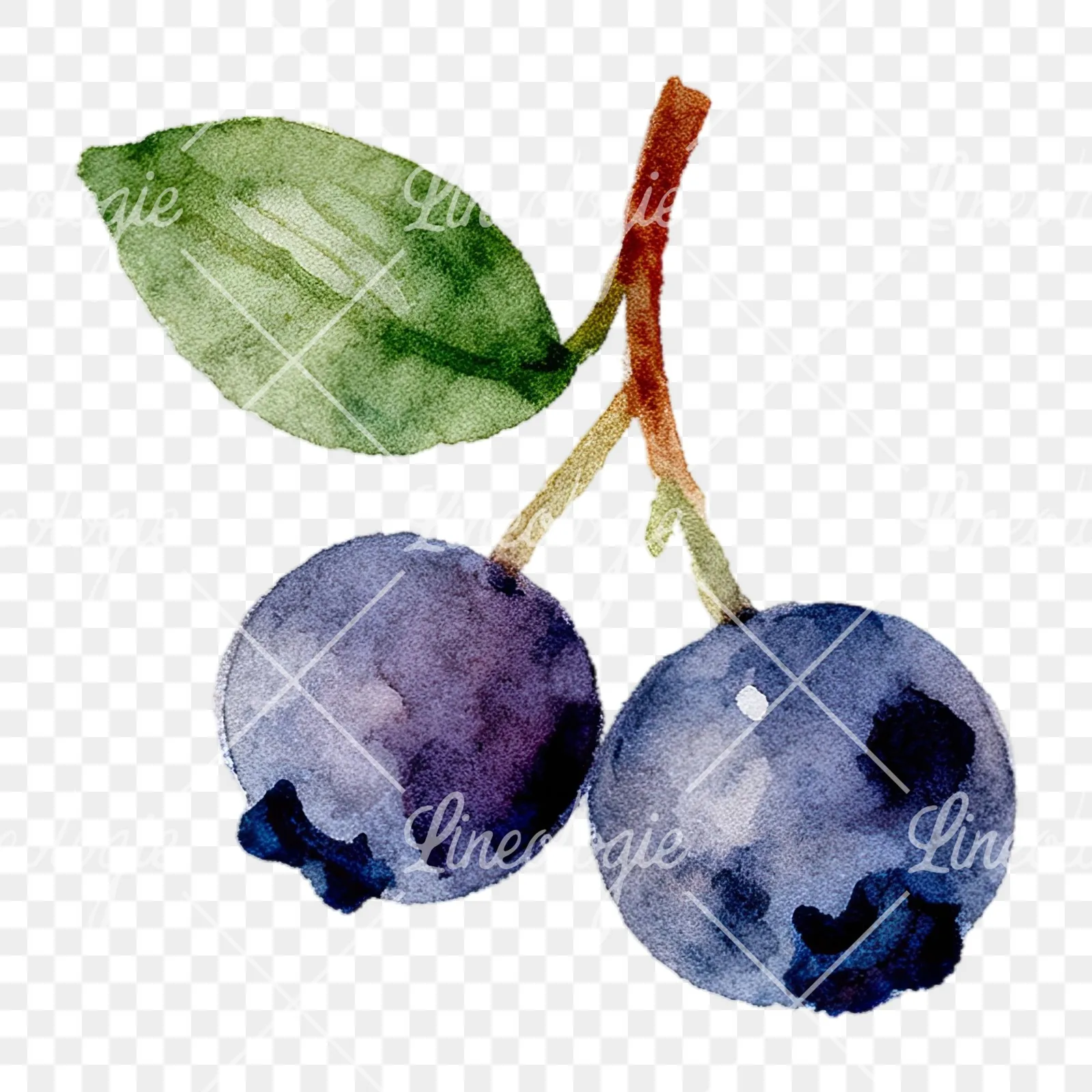 Watercolor berry cluster clipart 7 of 12 on a transparent background (PNG)