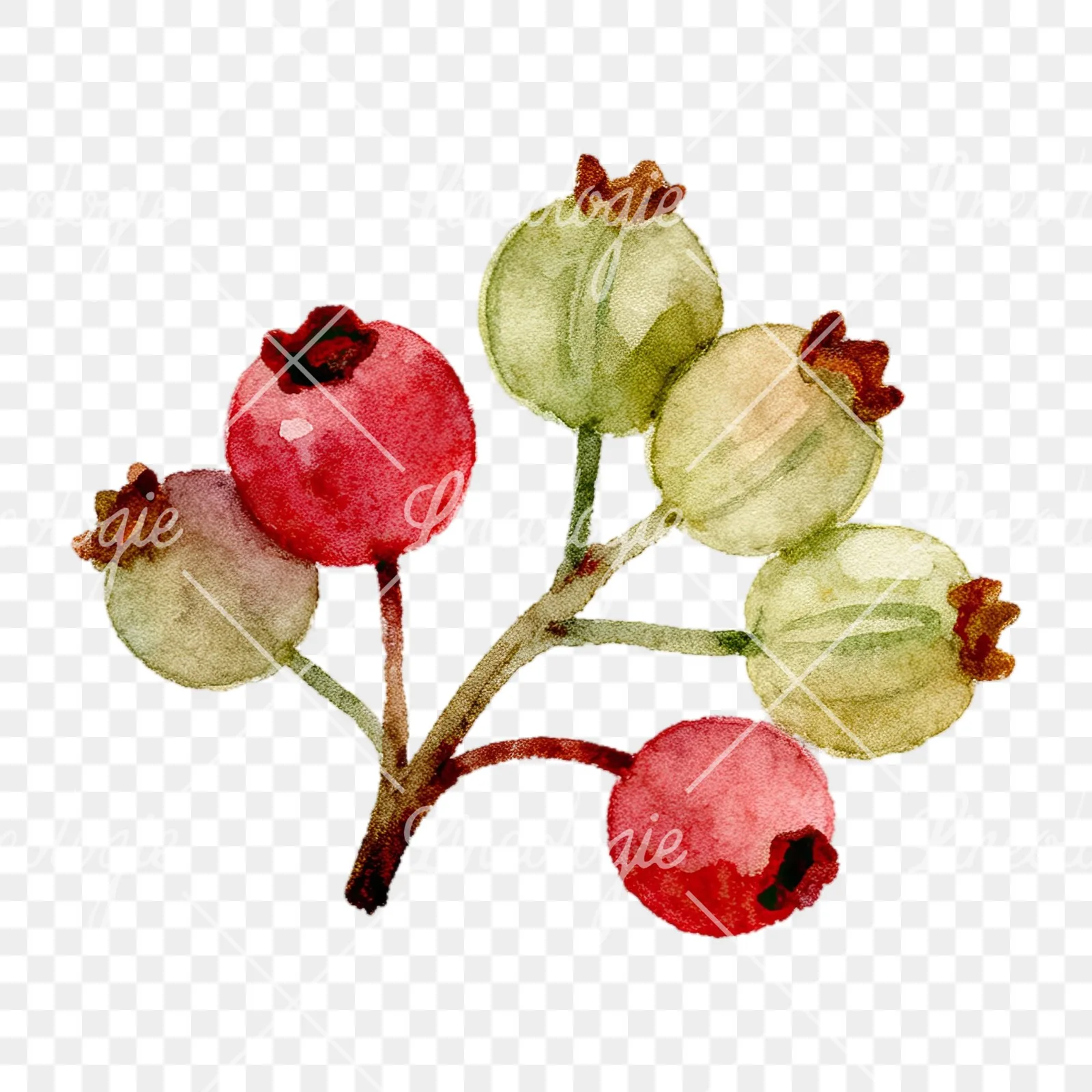 Watercolor berry cluster clipart 8 of 12 on a transparent background (PNG)