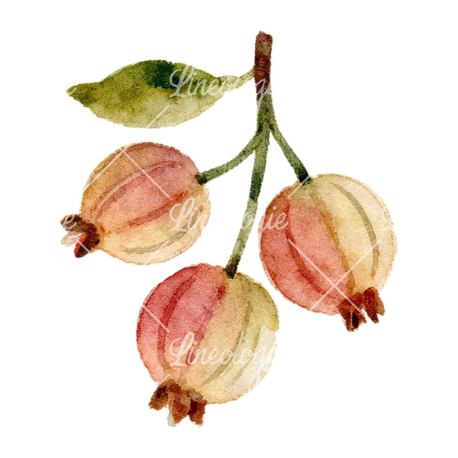 Watercolor berry cluster clipart 9 of 12 on a white background (JPG)