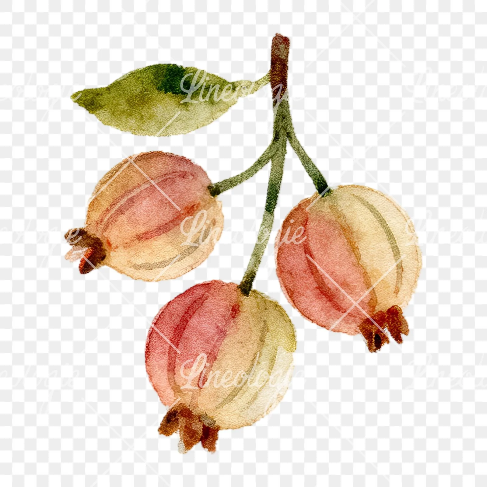 Watercolor berry cluster clipart 9 of 12 on a transparent background (PNG)