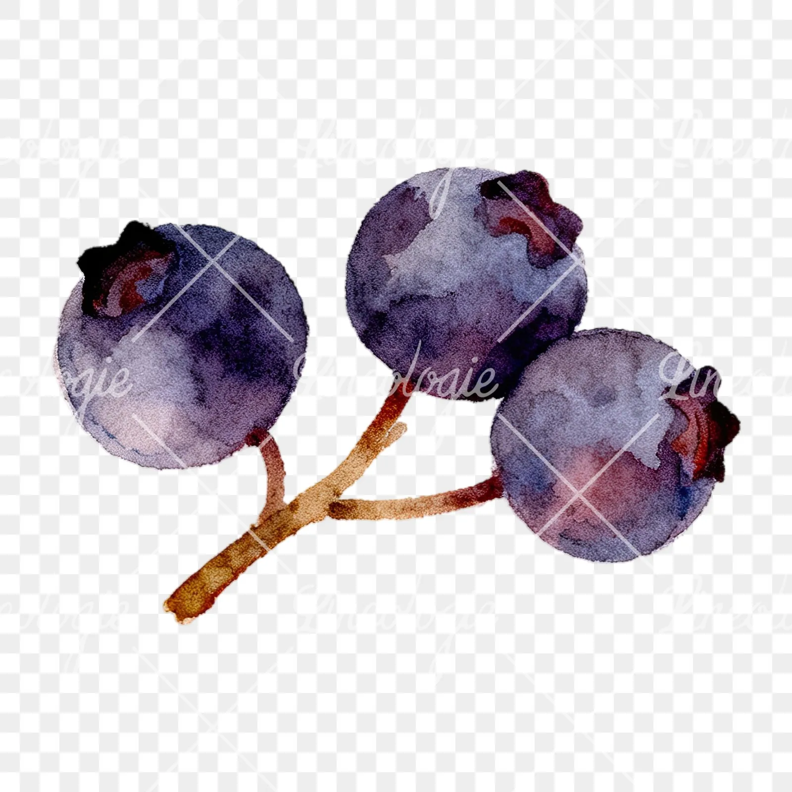 Watercolor berry cluster clipart 10 of 12 on a transparent background (PNG)