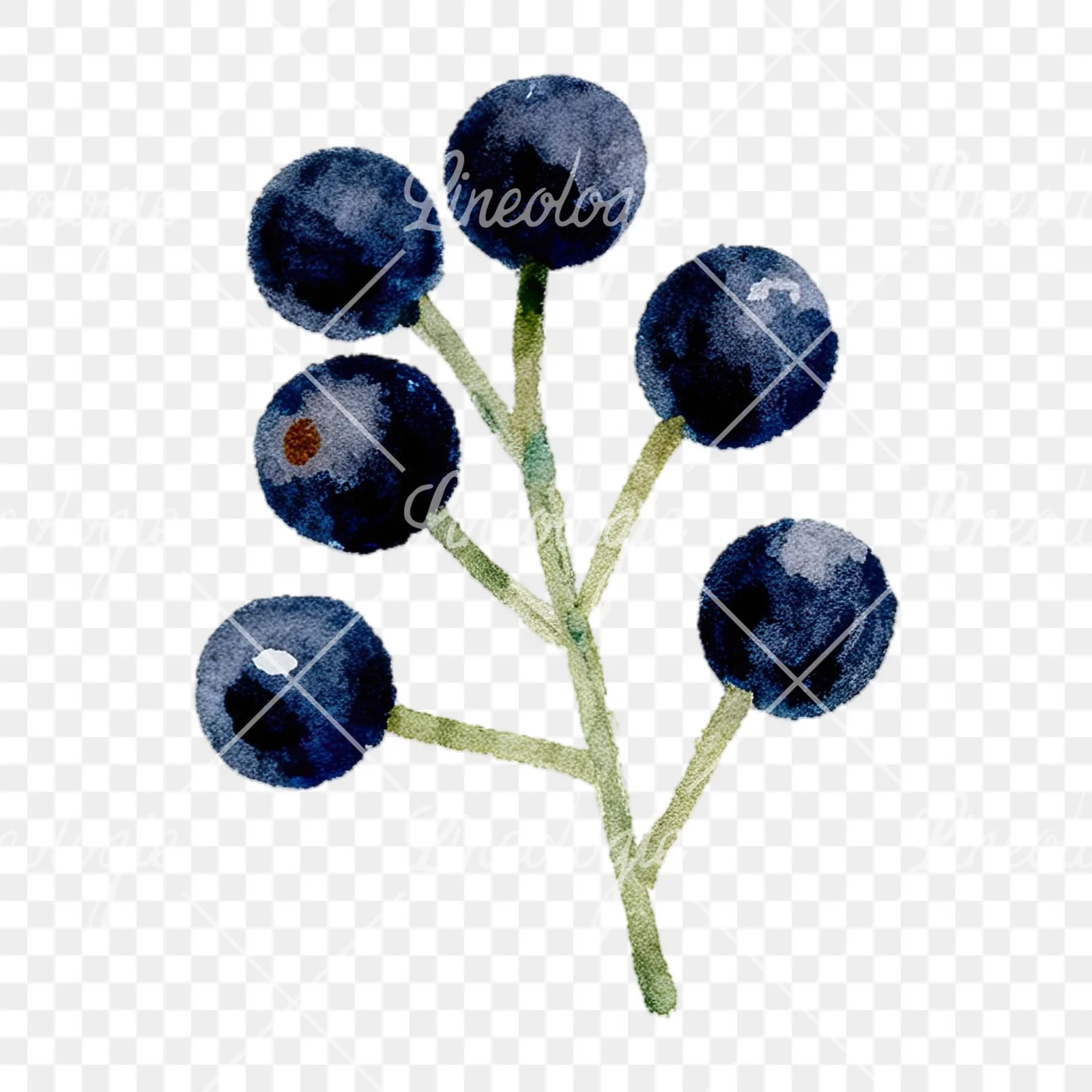 Watercolor berry cluster clipart 11 of 12 on a transparent background (PNG)