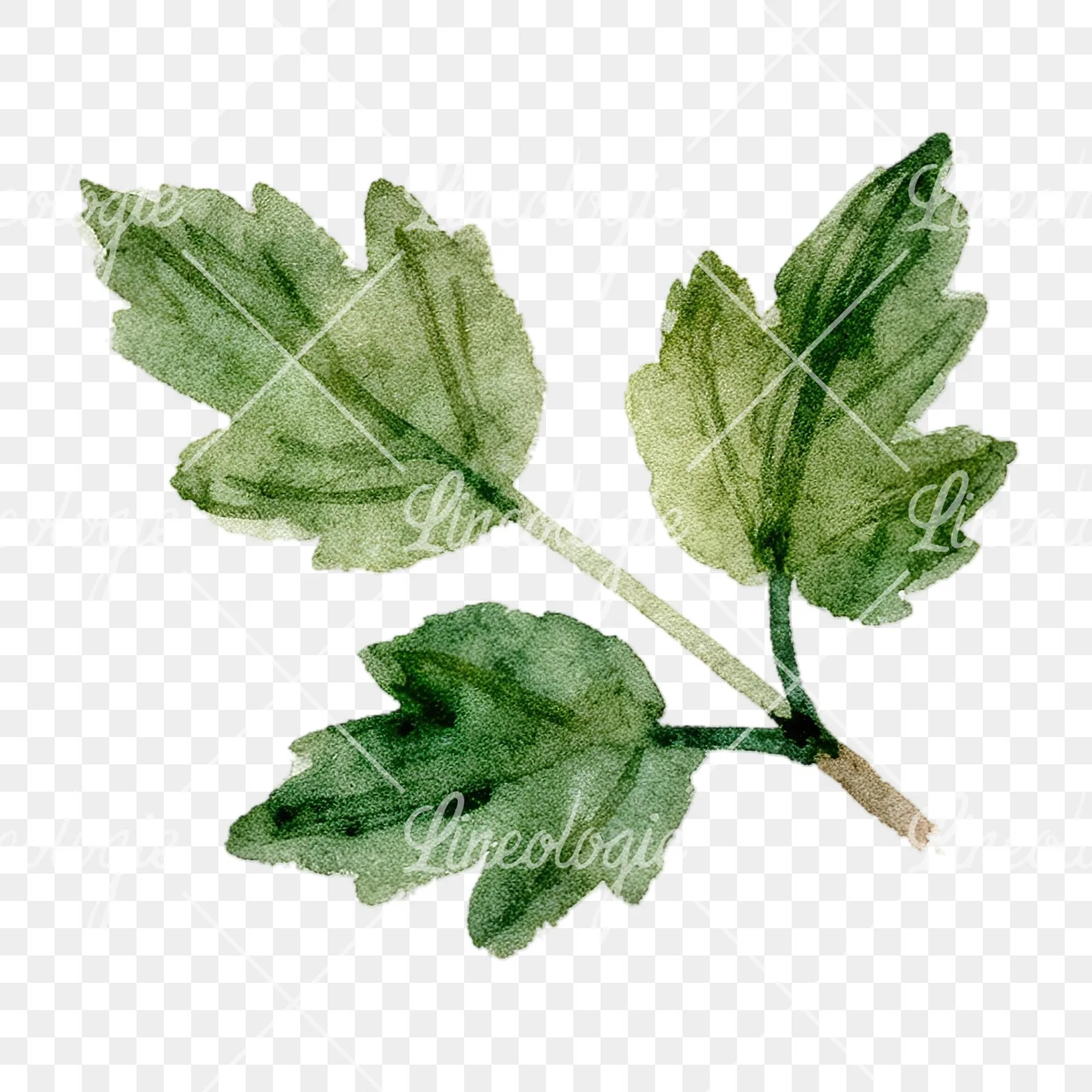Watercolor berry cluster clipart 12 of 12 on a transparent background (PNG)
