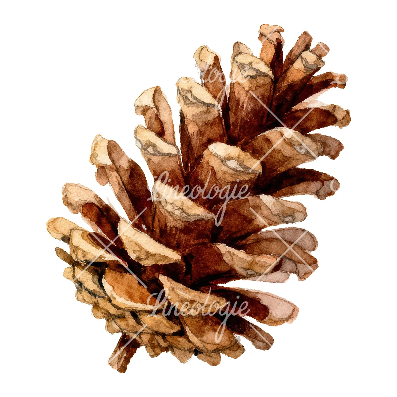 Watercolor golden and brown pinecone clipart 1 of 8 on a white background (JPG)