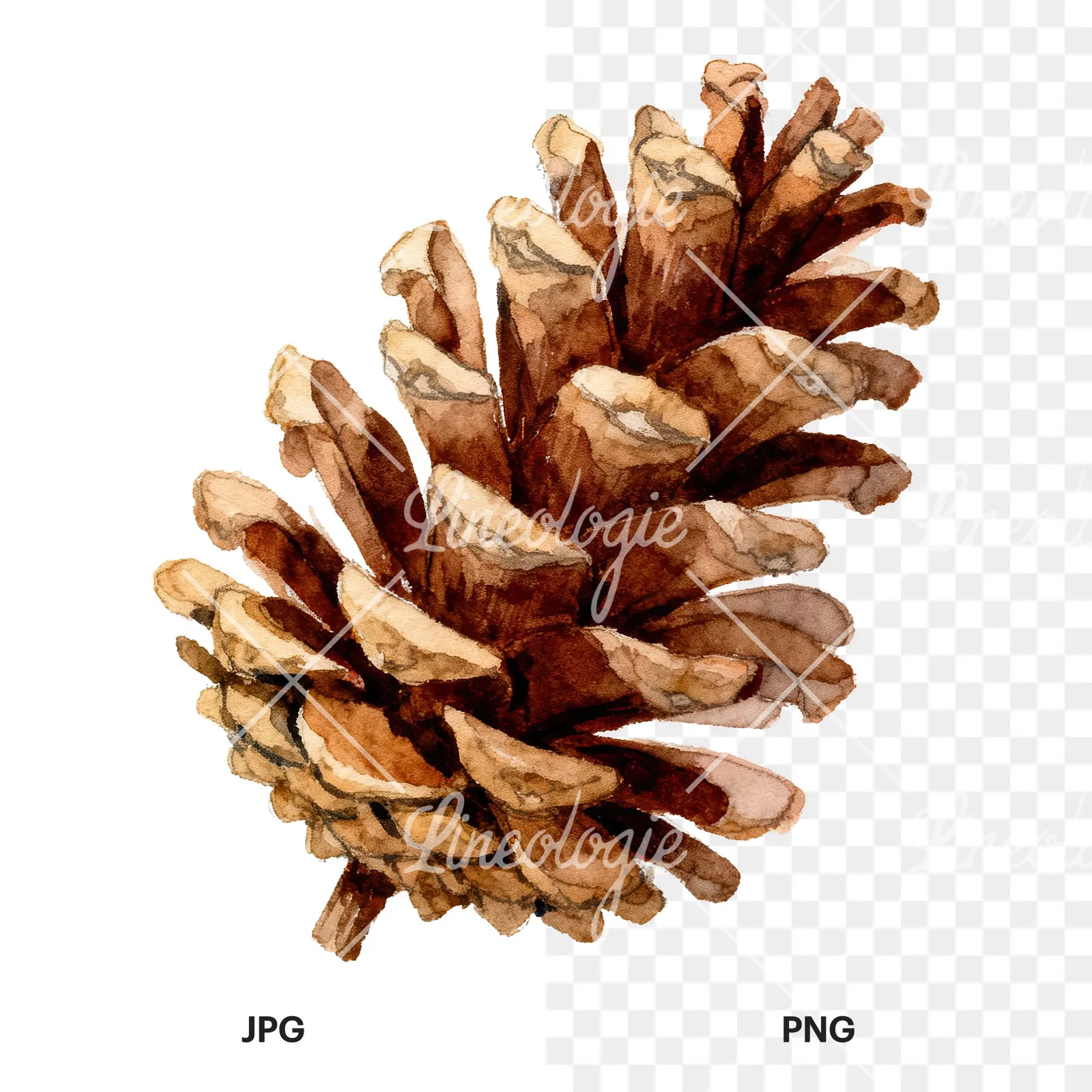 Watercolor golden and brown pinecone clipart 1 of 8, as a JPG on white and a transparent PNG