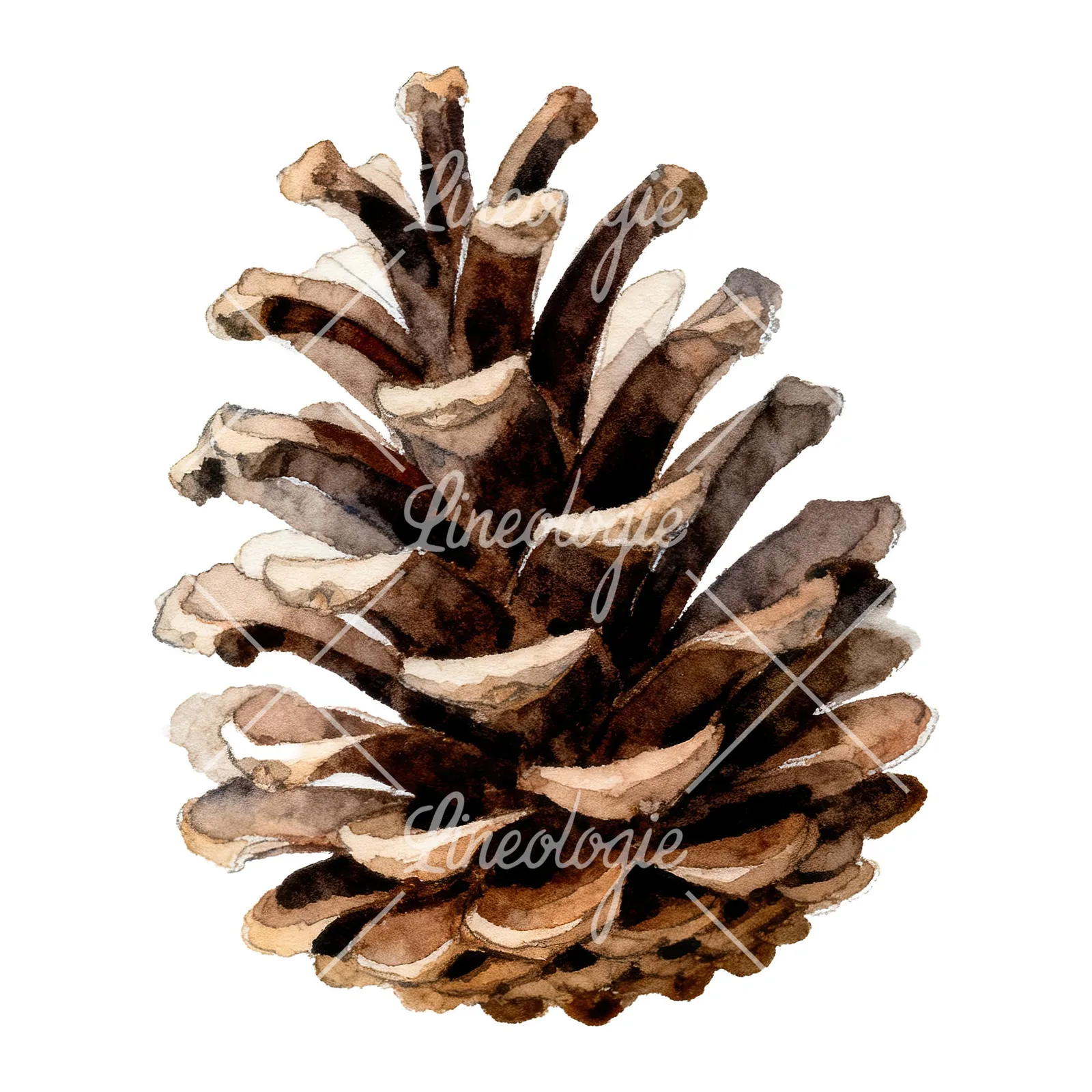 Watercolor golden and brown pinecone clipart 2 of 8 on a white background (JPG)