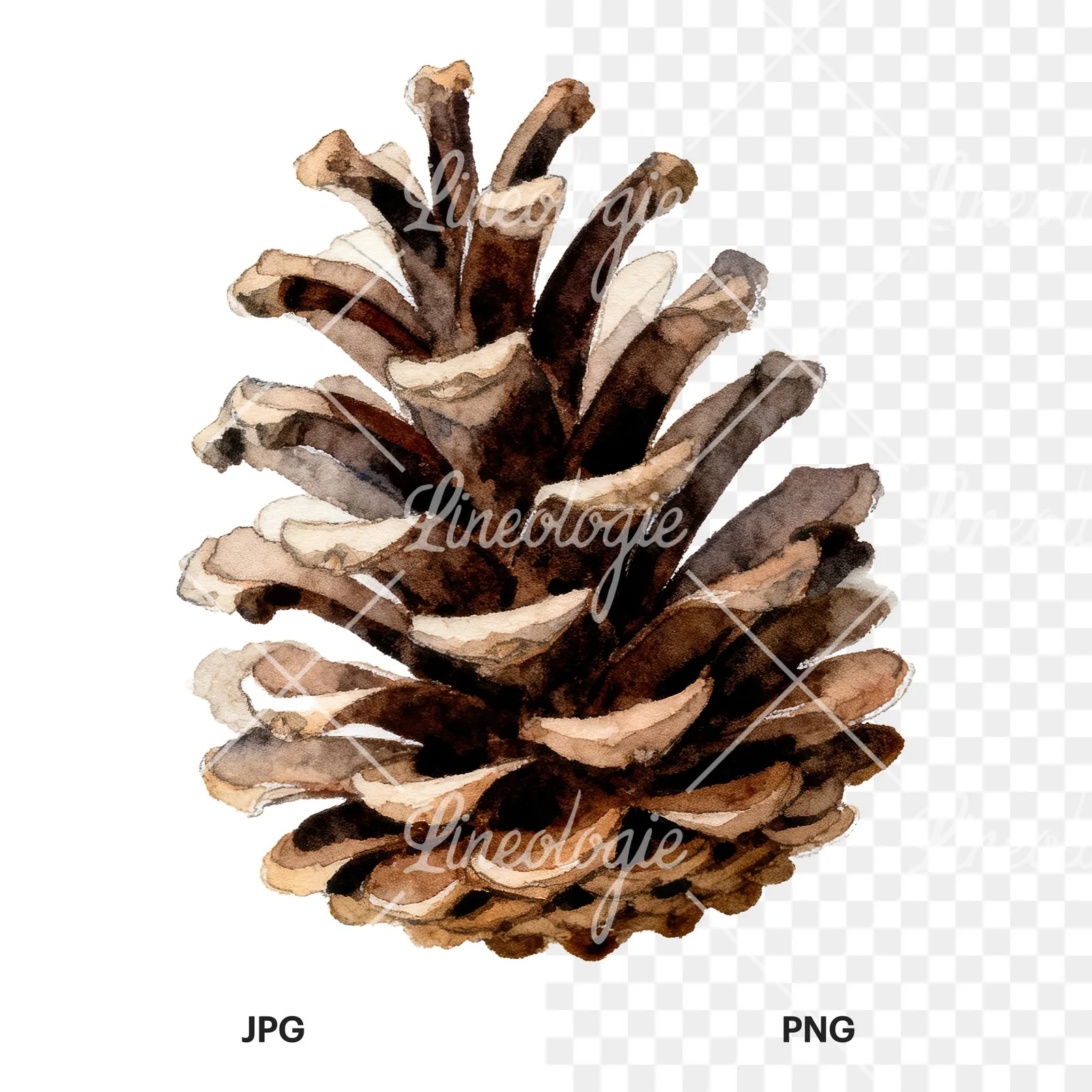 Watercolor golden and brown pinecone clipart 2 of 8, as a JPG on white and a transparent PNG