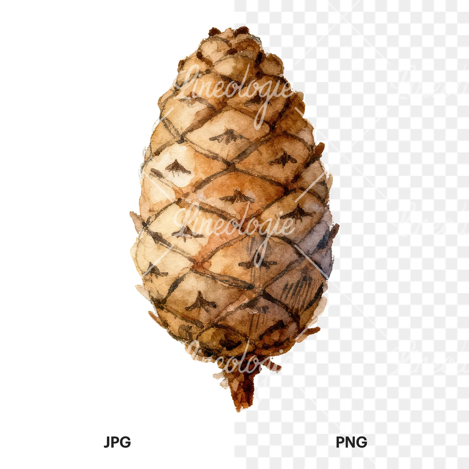 Watercolor golden and brown pinecone clipart 3 of 8, as a JPG on white and a transparent PNG