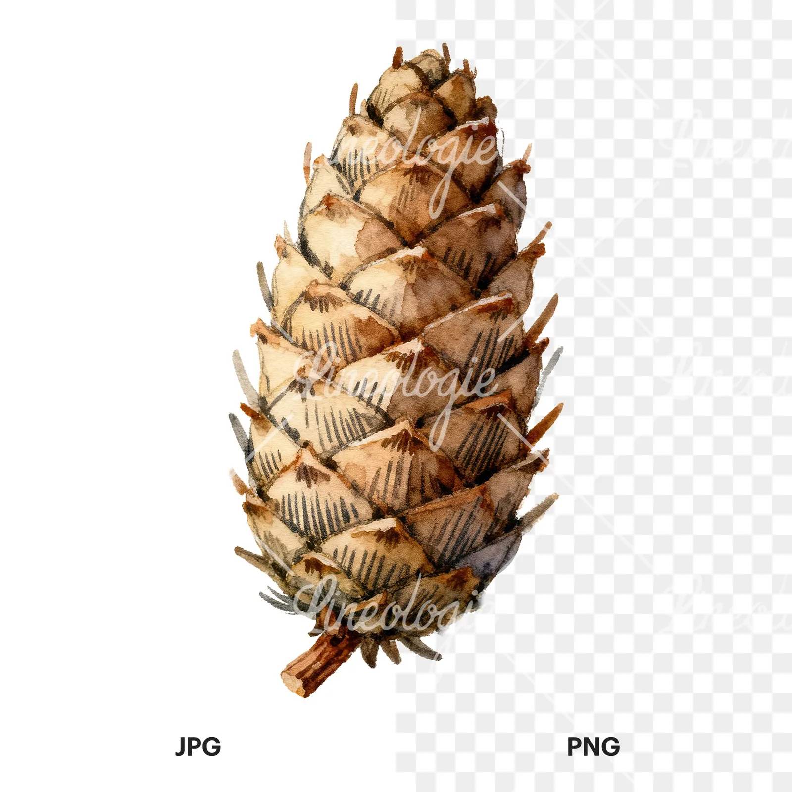 Watercolor golden and brown pinecone clipart 4 of 8, as a JPG on white and a transparent PNG