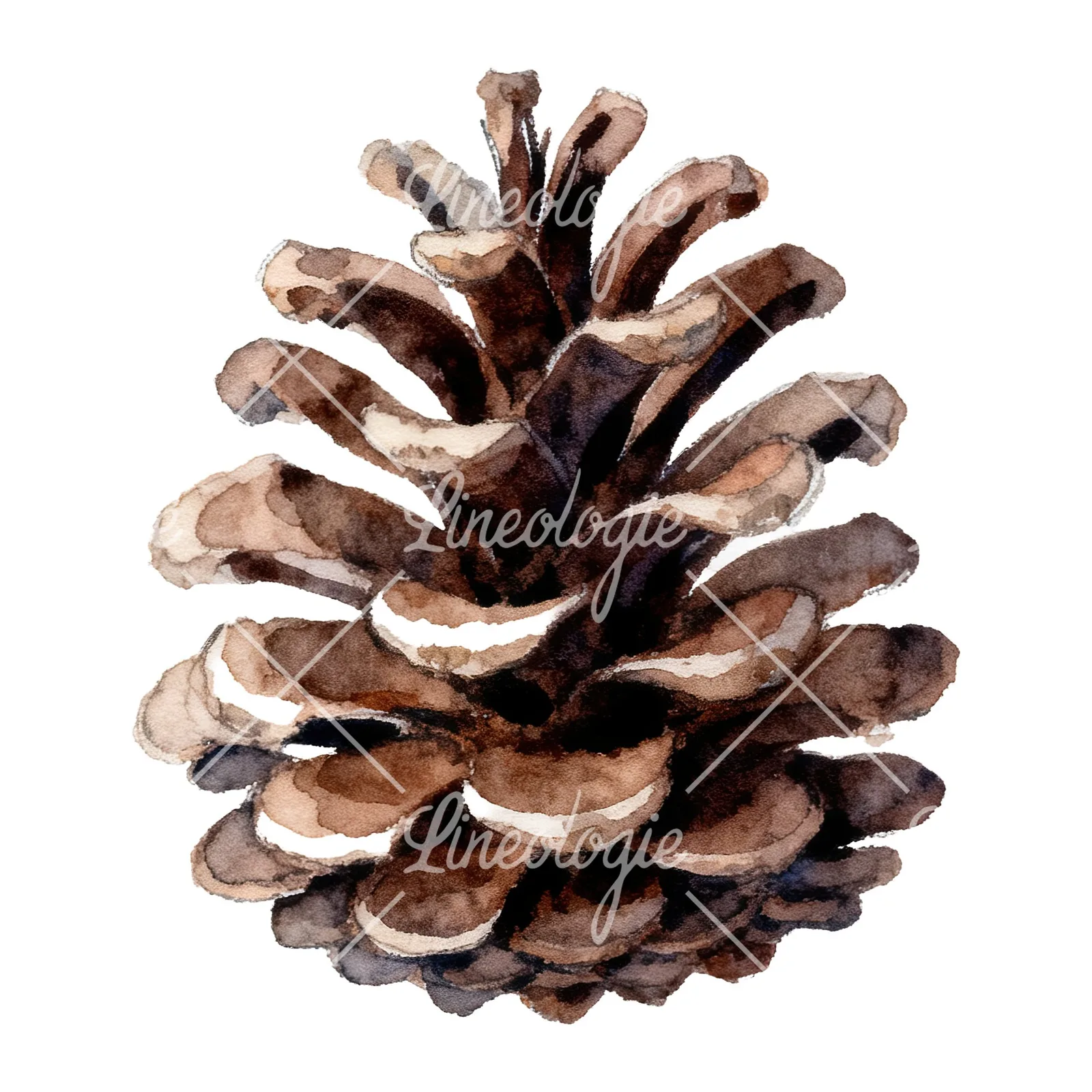 Watercolor golden and brown pinecone clipart 5 of 8 on a white background (JPG)