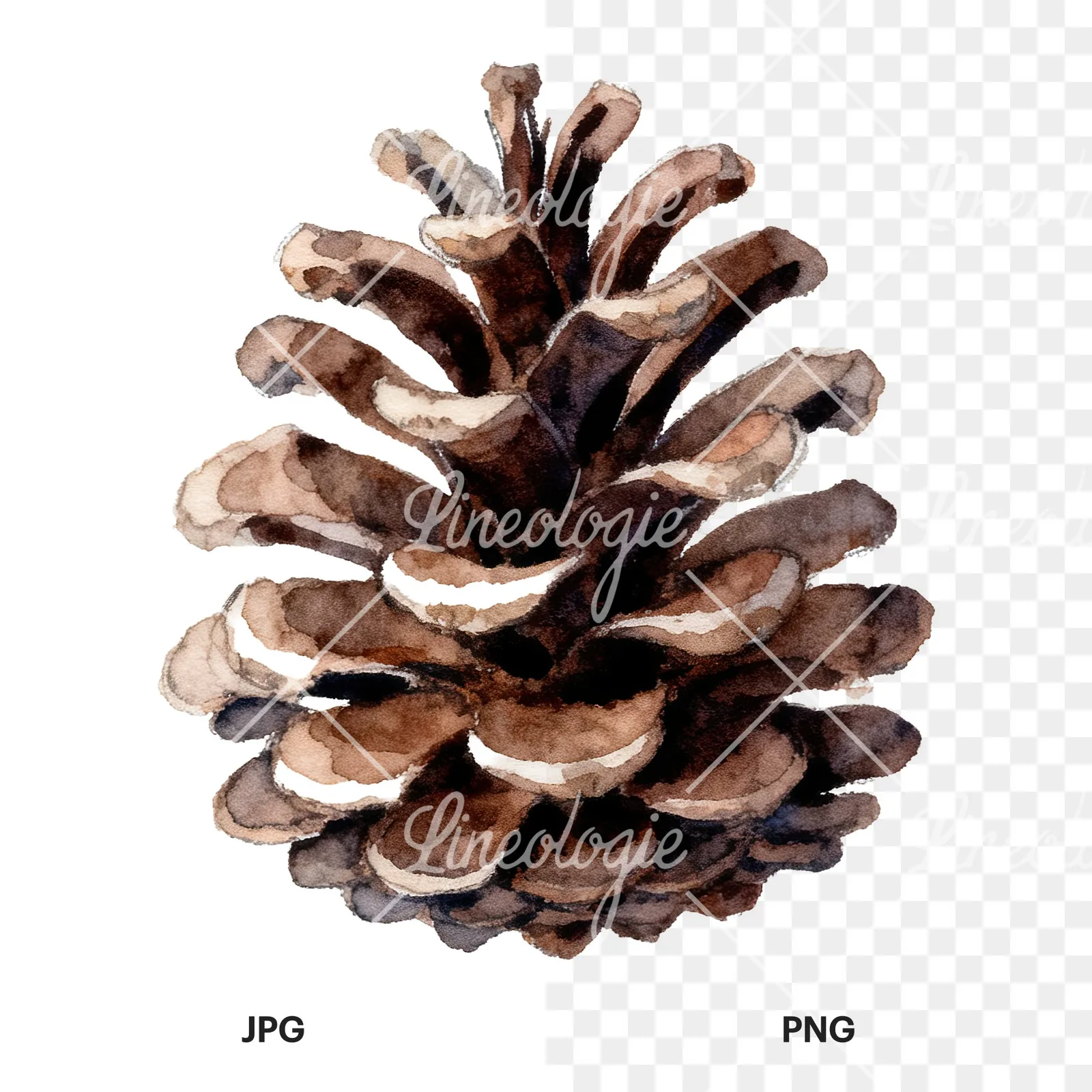 Watercolor golden and brown pinecone clipart 5 of 8, as a JPG on white and a transparent PNG