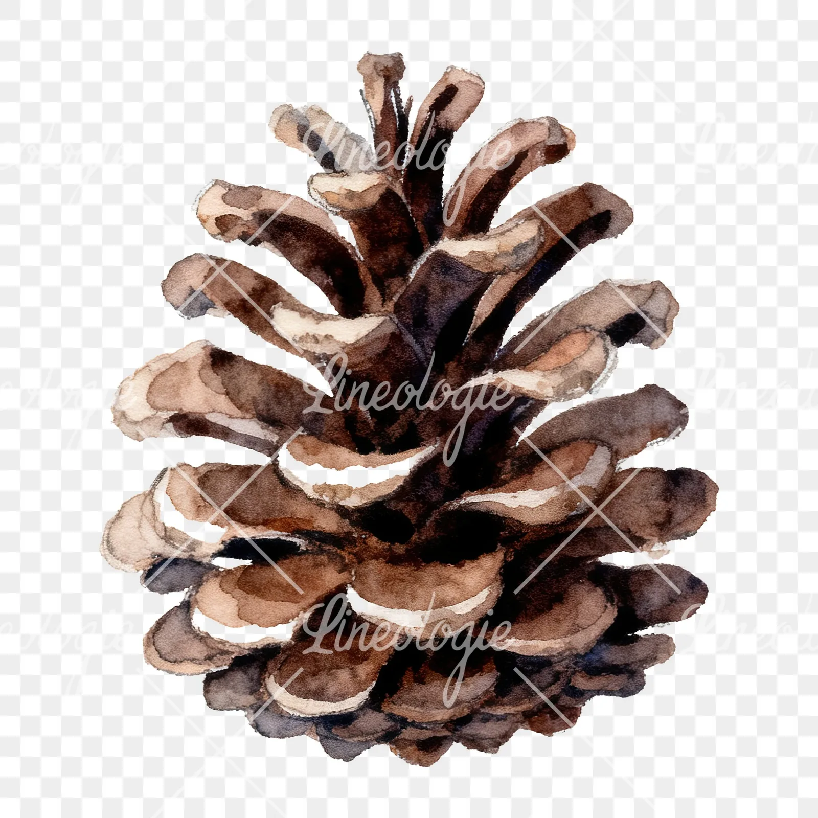 Watercolor golden and brown pinecone clipart 5 of 8 on a transparent background (PNG)