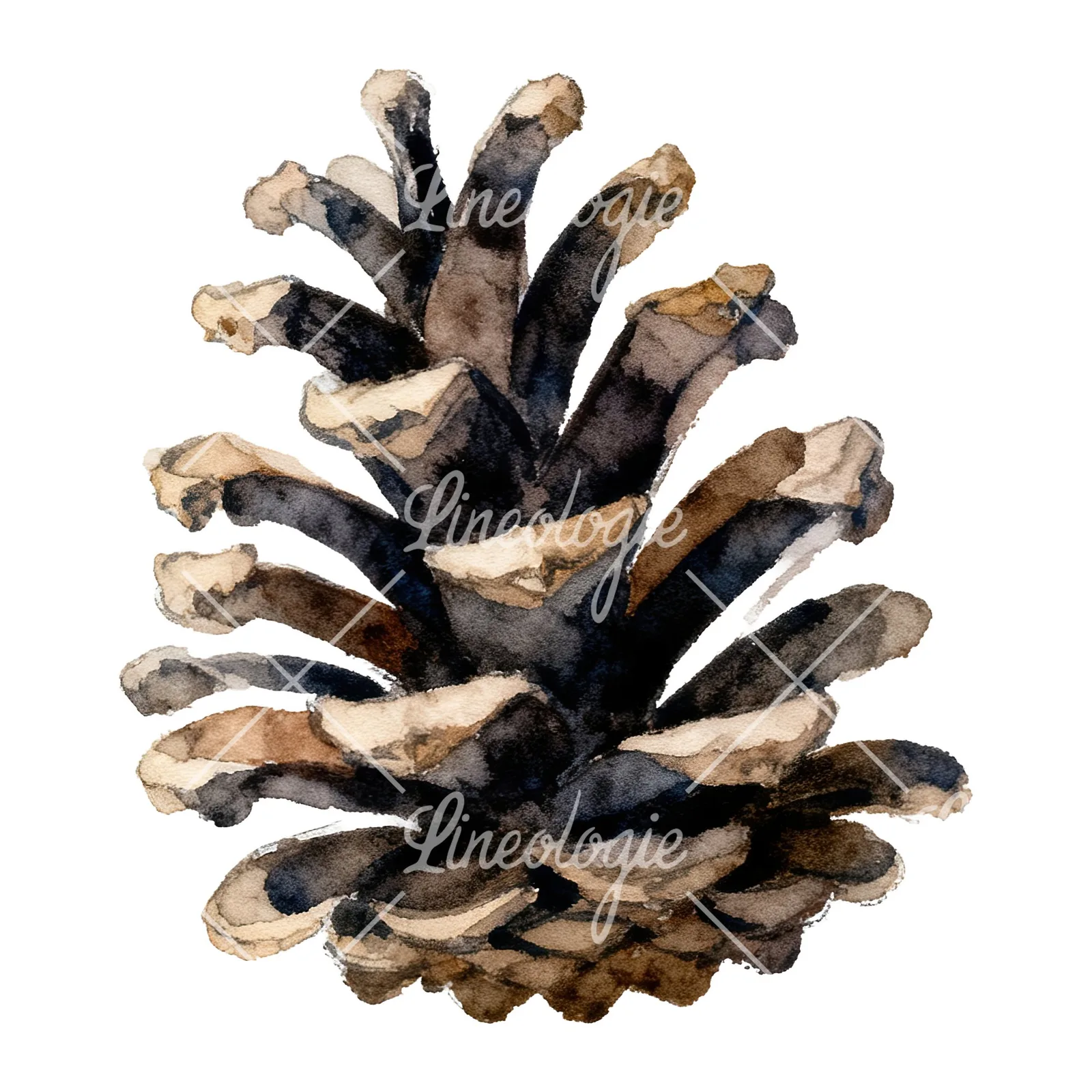Watercolor golden and brown pinecone clipart 6 of 8 on a white background (JPG)