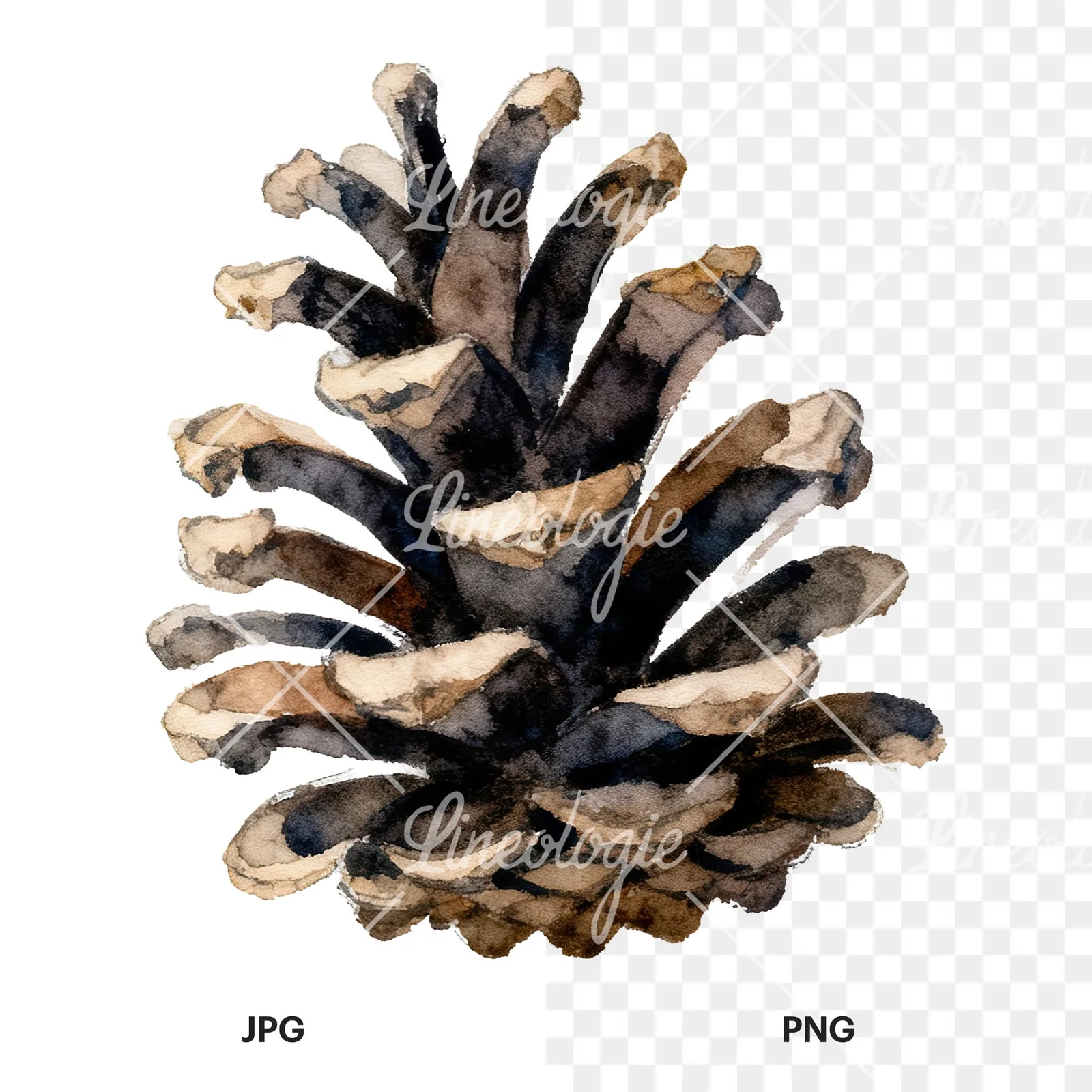Watercolor golden and brown pinecone clipart 6 of 8, as a JPG on white and a transparent PNG