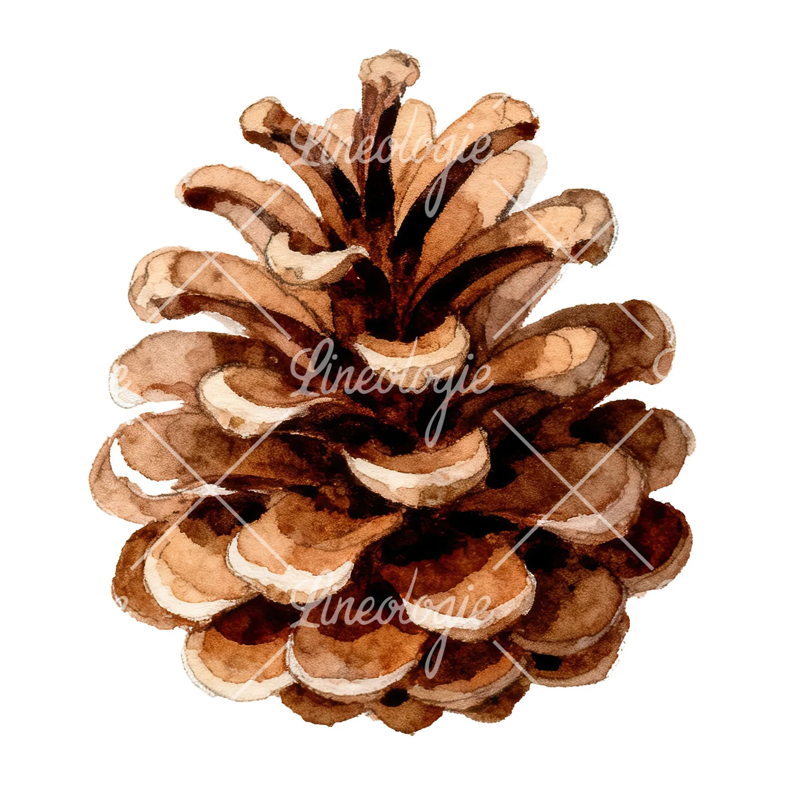 Watercolor golden and brown pinecone clipart 8 of 8 on a white background (JPG)