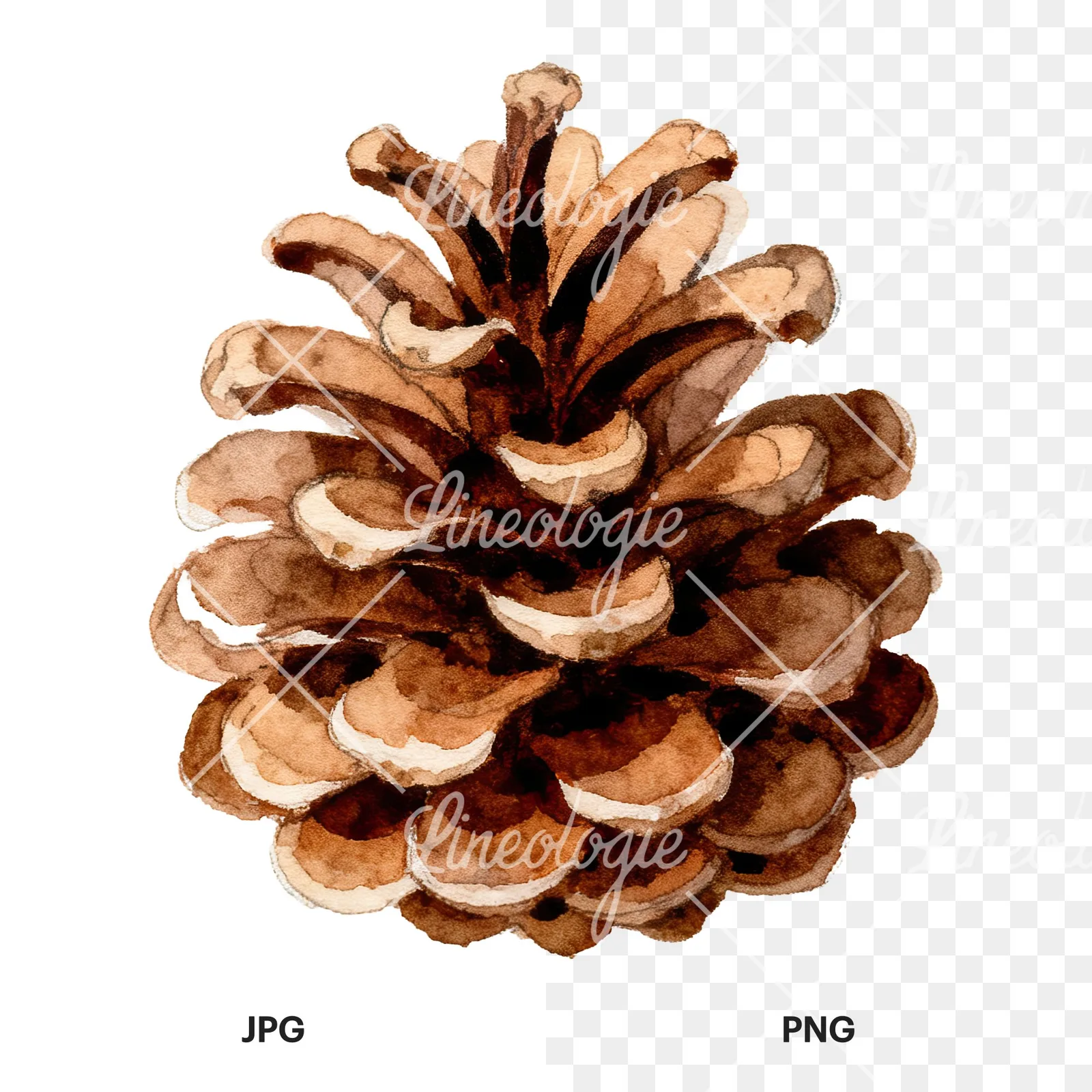 Watercolor golden and brown pinecone clipart 8 of 8, as a JPG on white and a transparent PNG