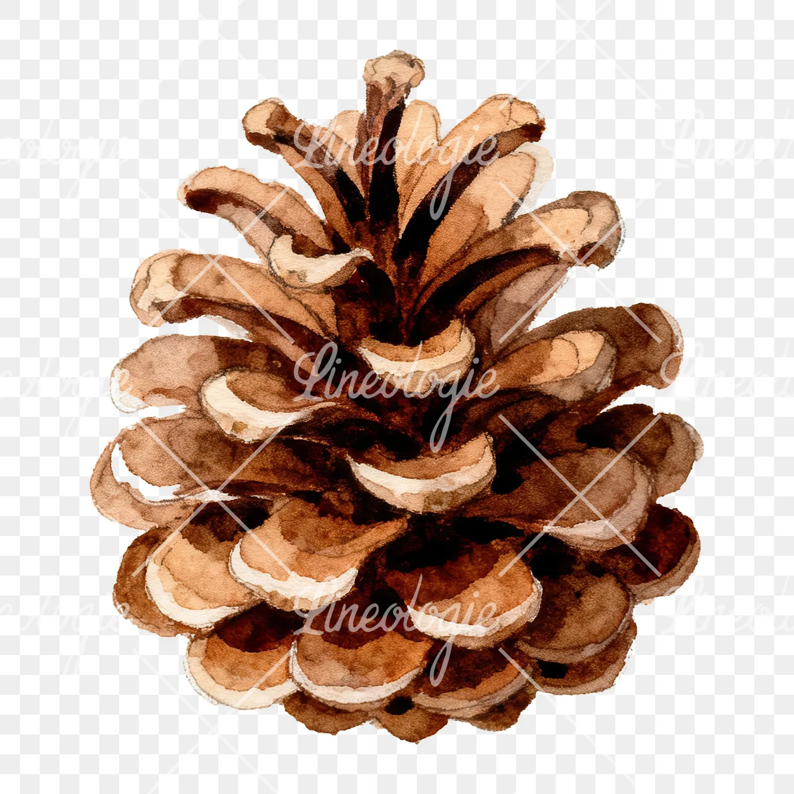 Watercolor golden and brown pinecone clipart 8 of 8 on a transparent background (PNG)