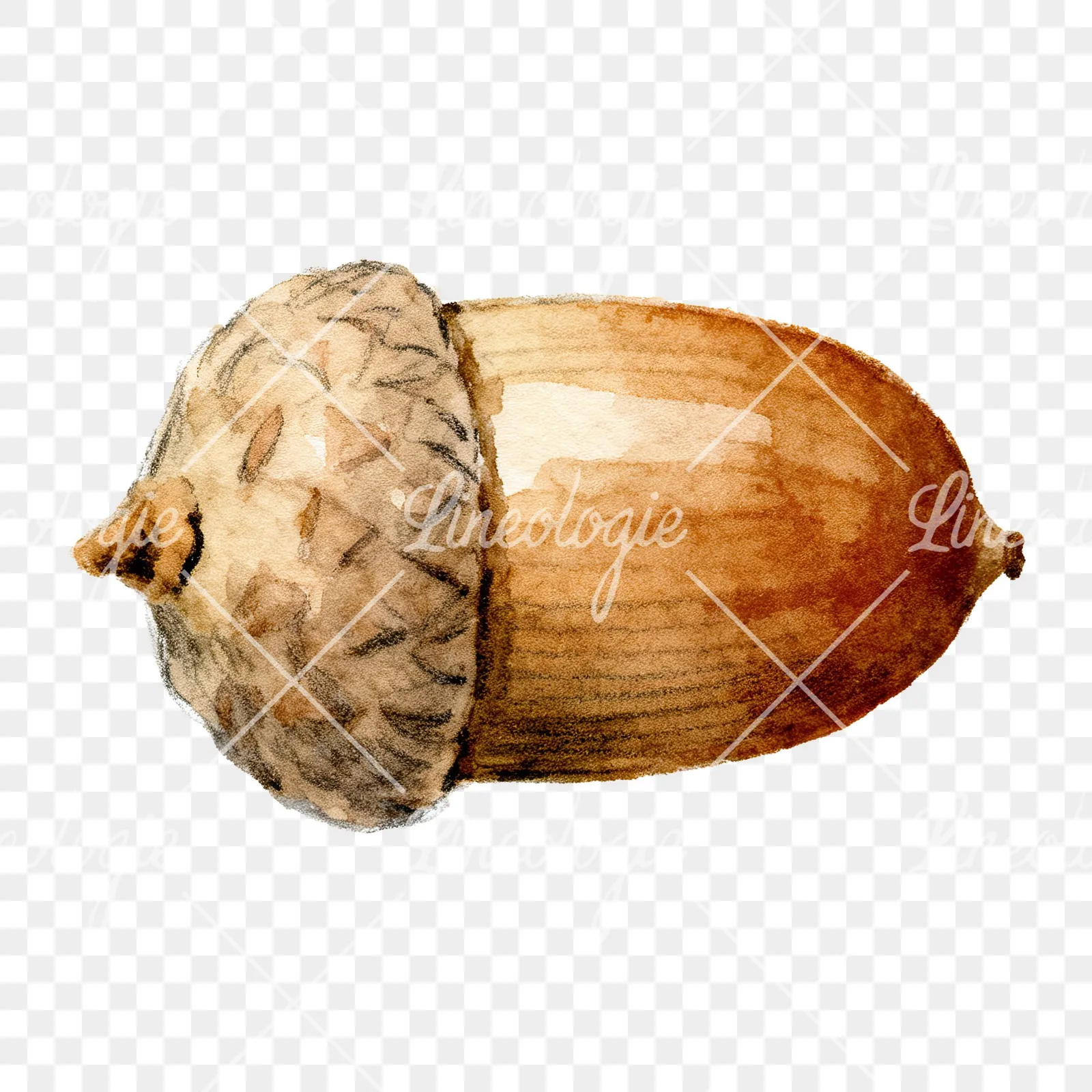Watercolor textured acorn clipart 1 of 8 on a transparent background (PNG)