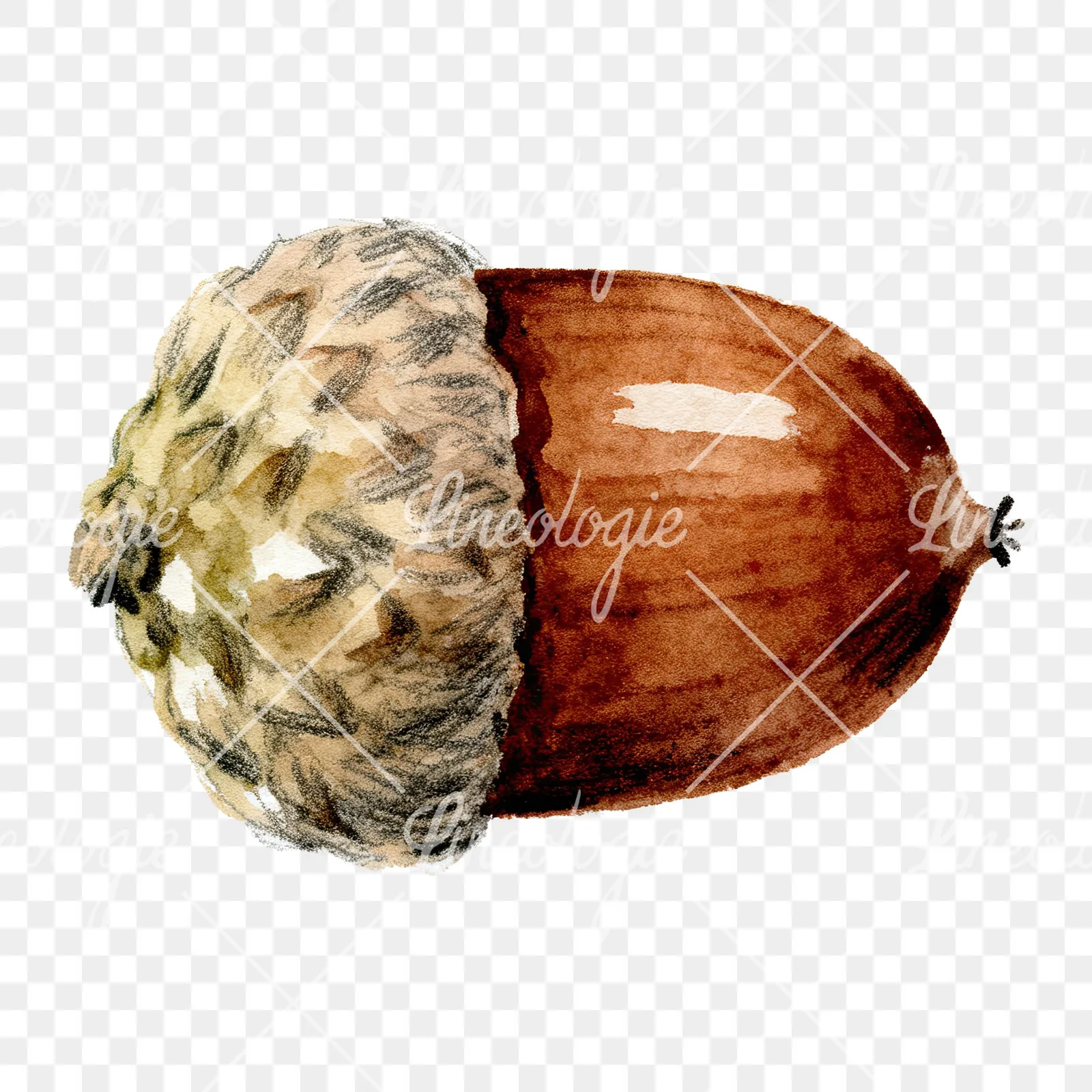 Watercolor textured acorn clipart 2 of 8 on a transparent background (PNG)